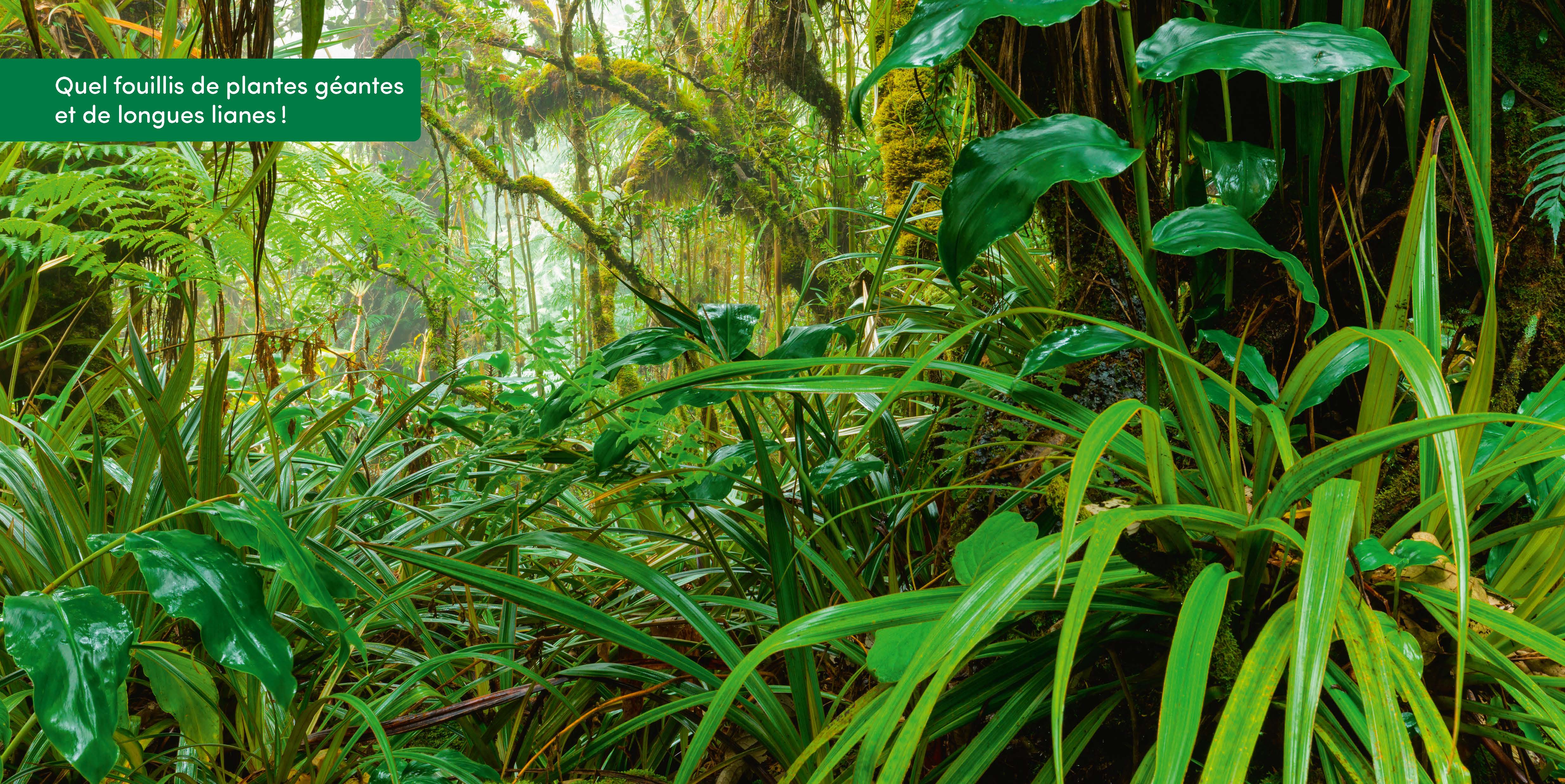 DANS LA FORET TROPICALE