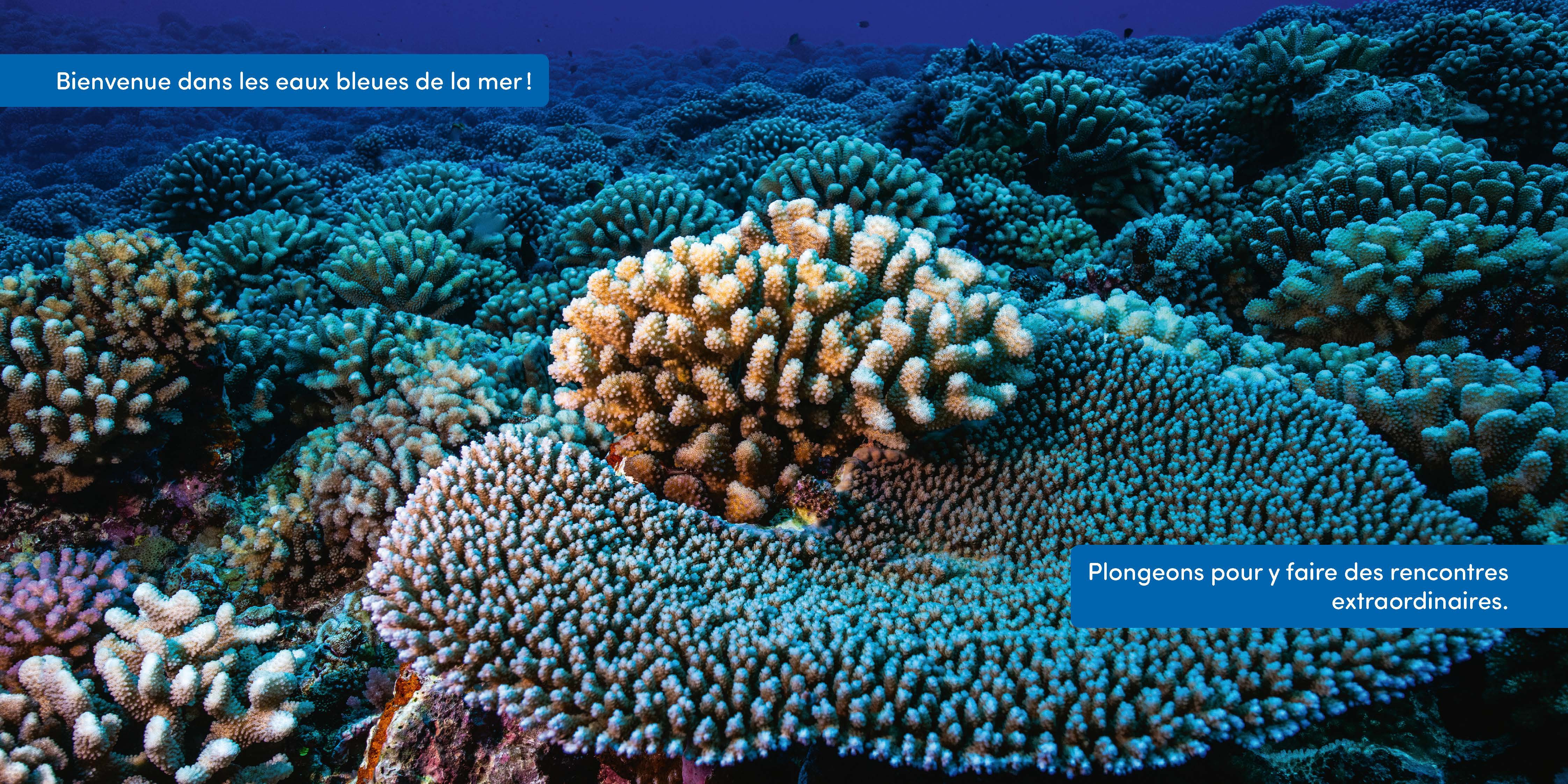 SOUS LA MER