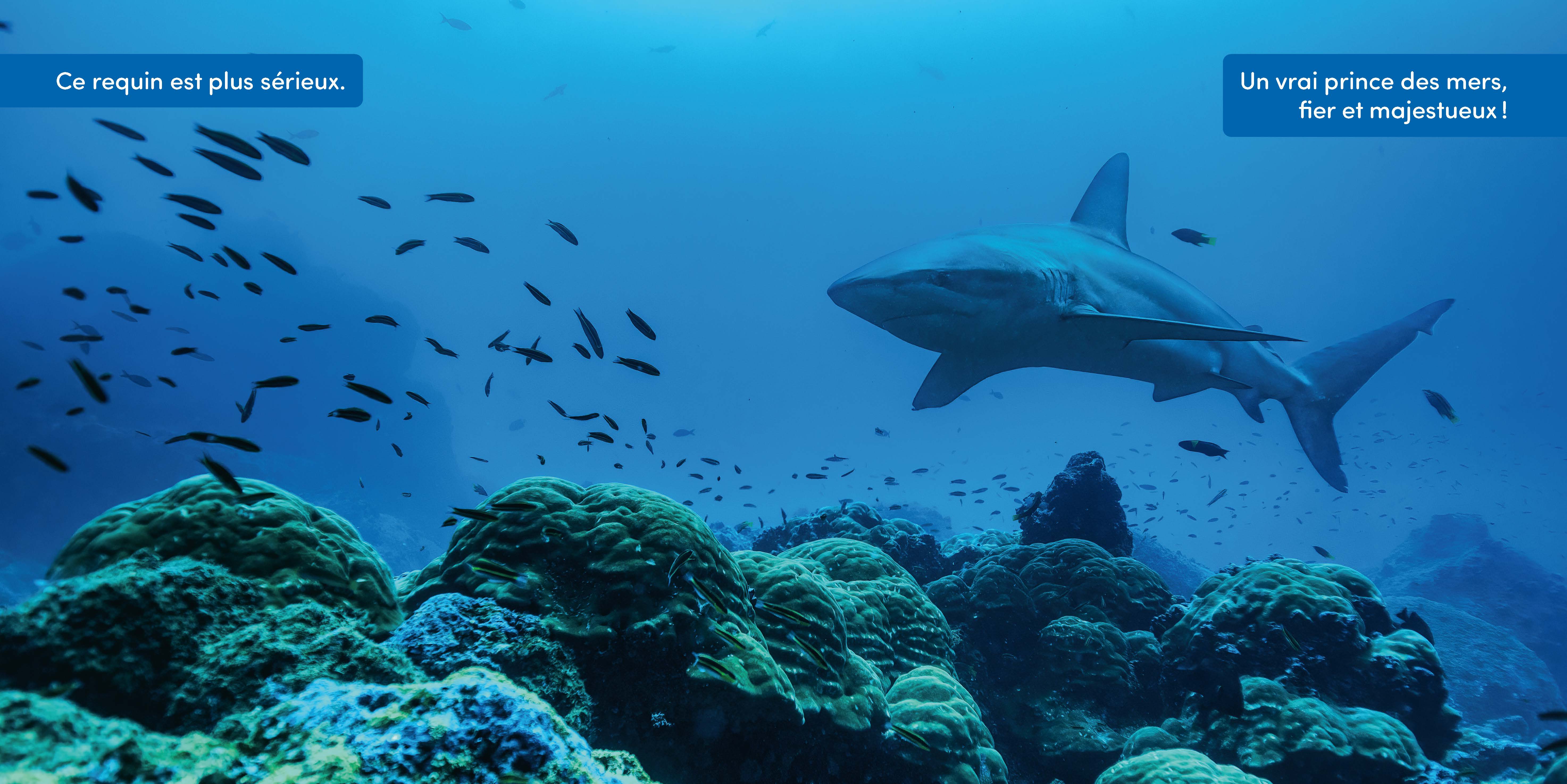 SOUS LA MER