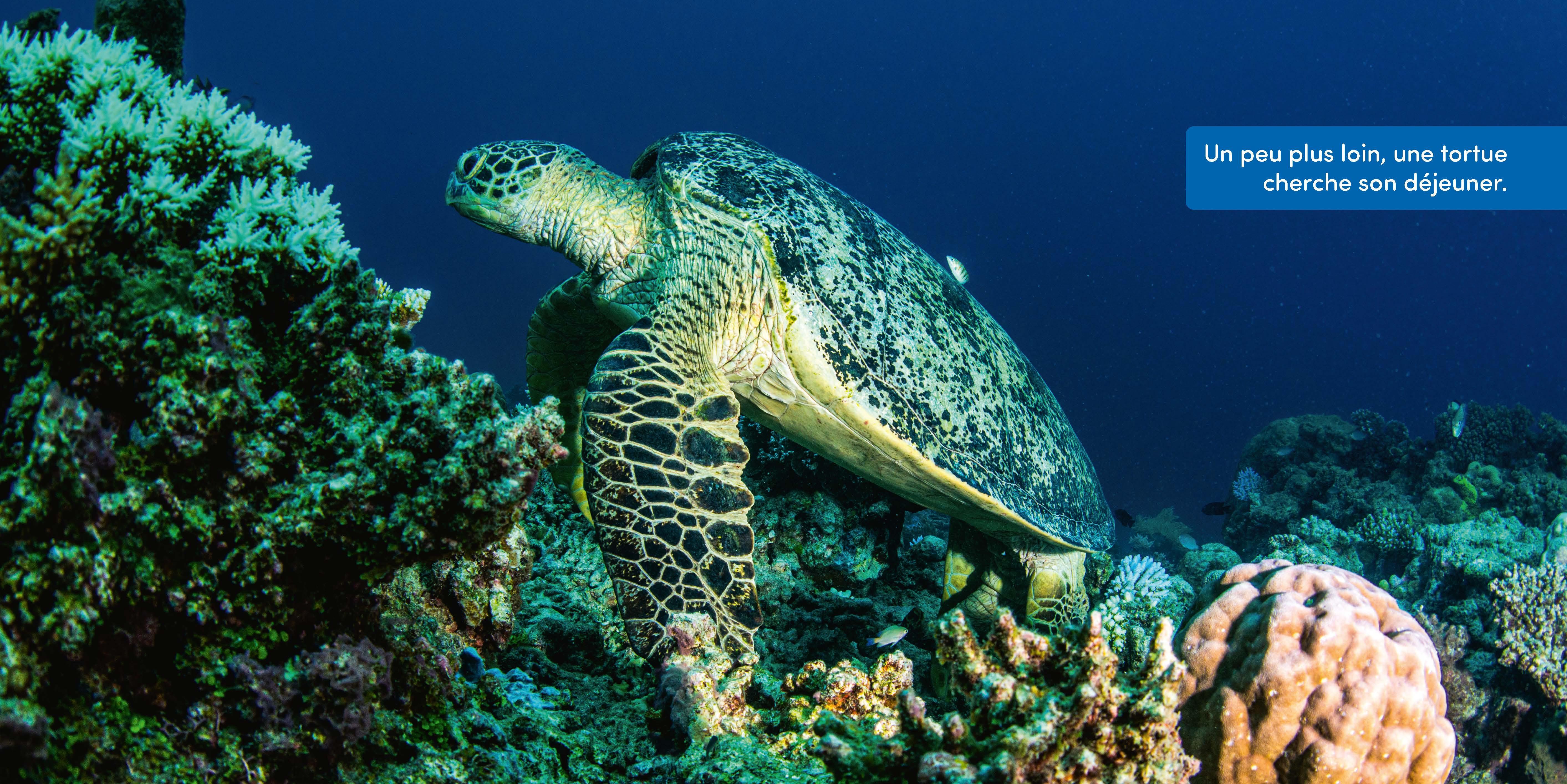 SOUS LA MER