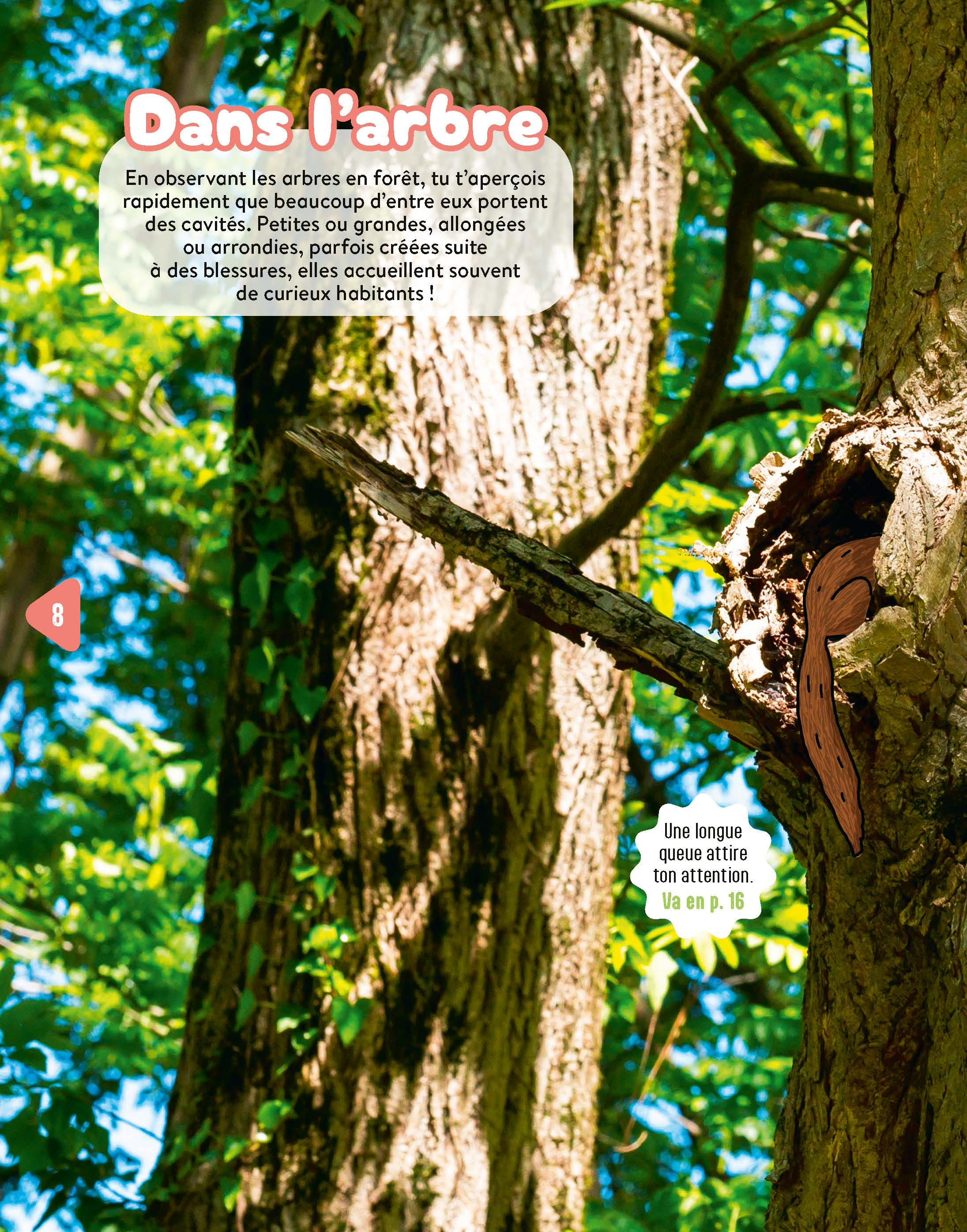 PROMENONS-NOUS EN FORET