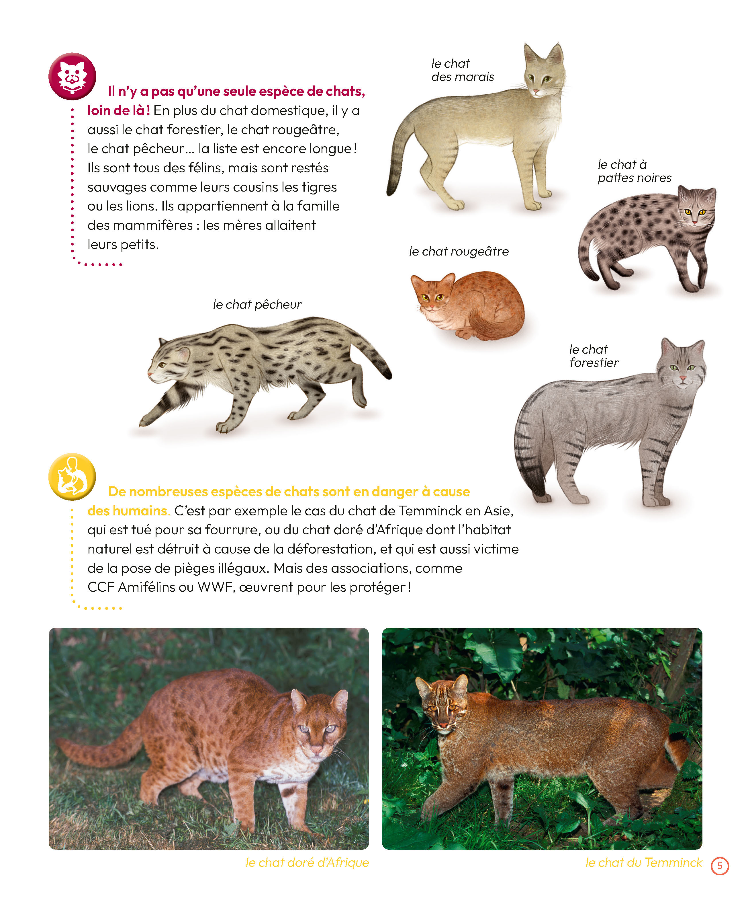 LES CHATS