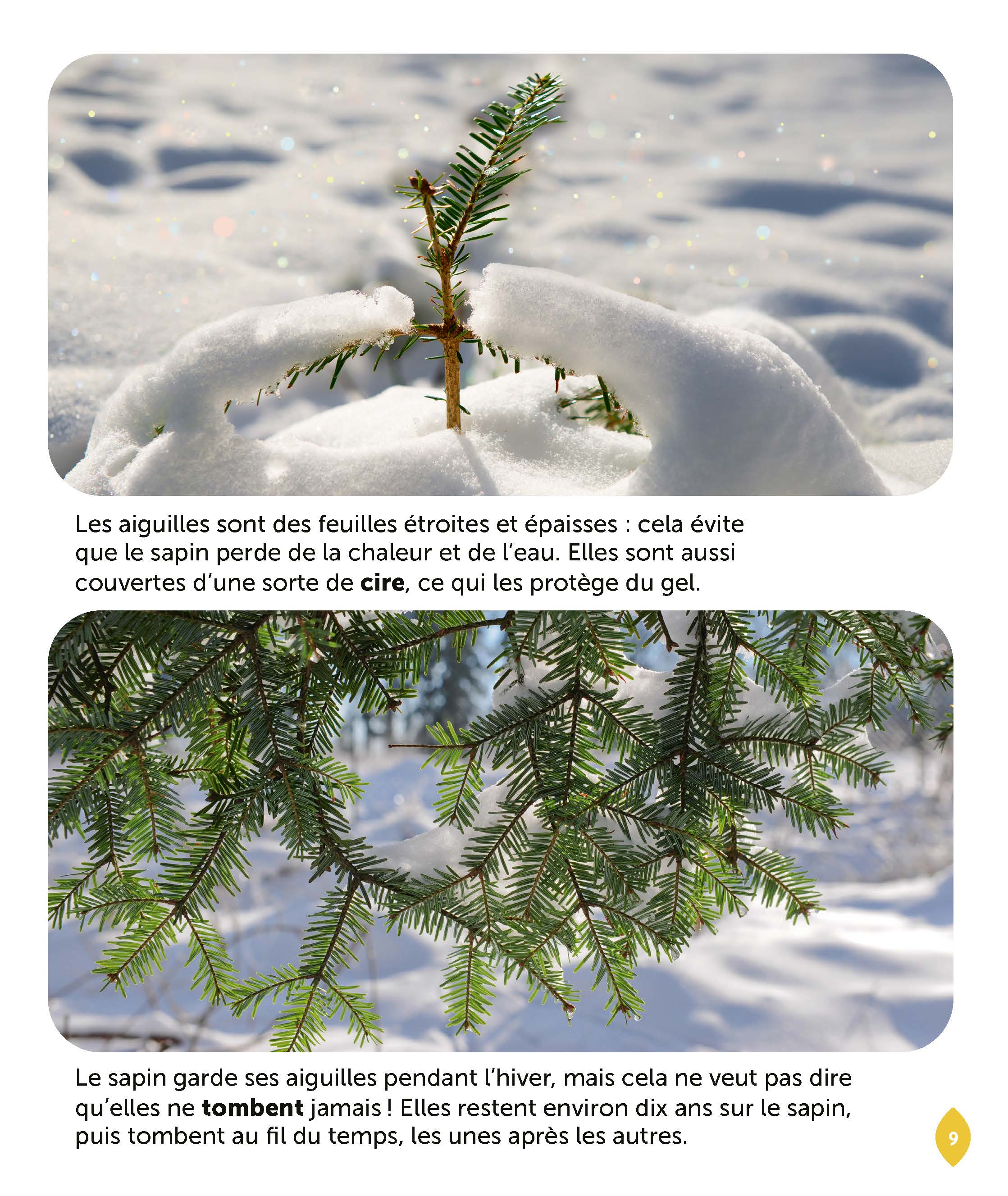LE SAPIN