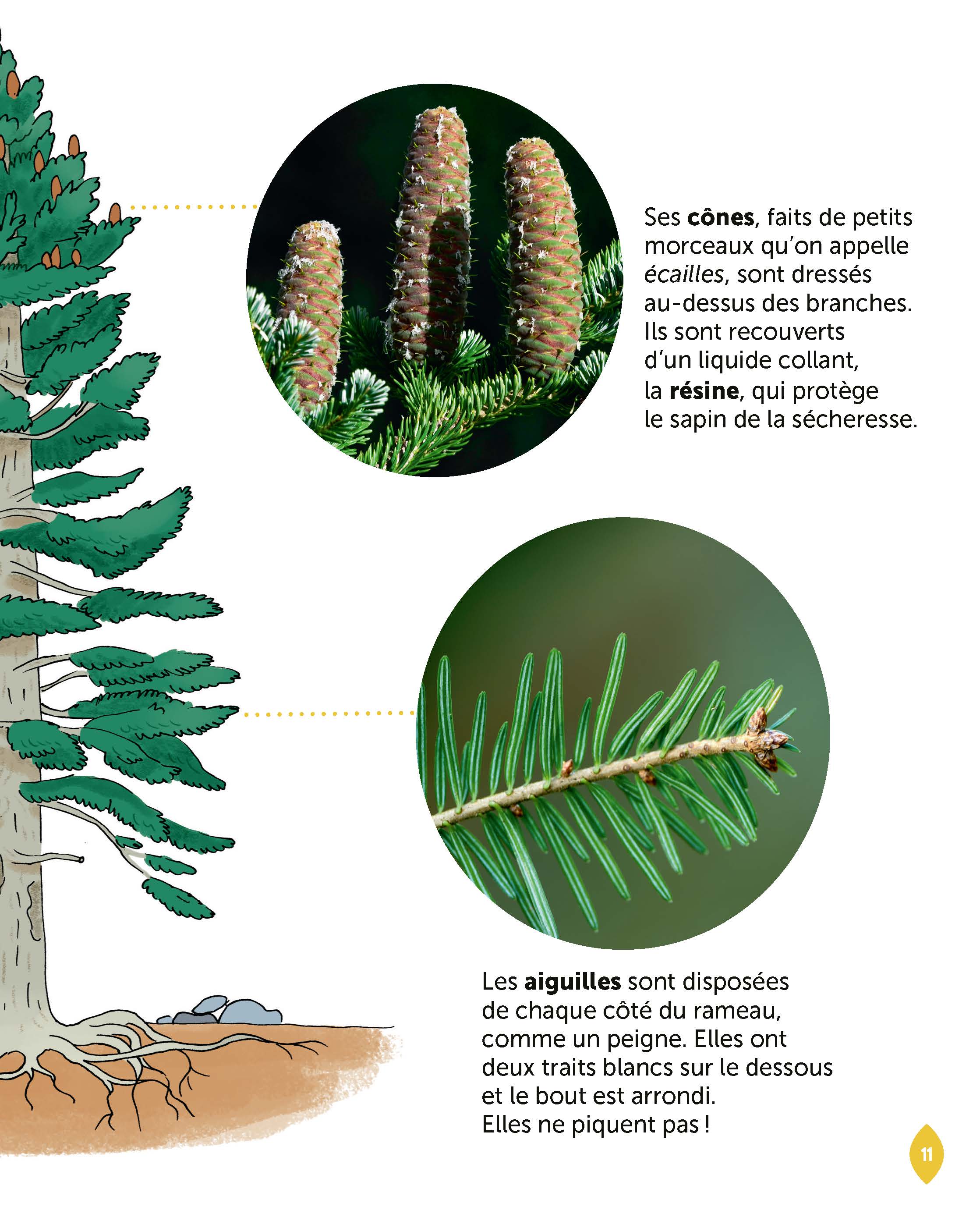 LE SAPIN