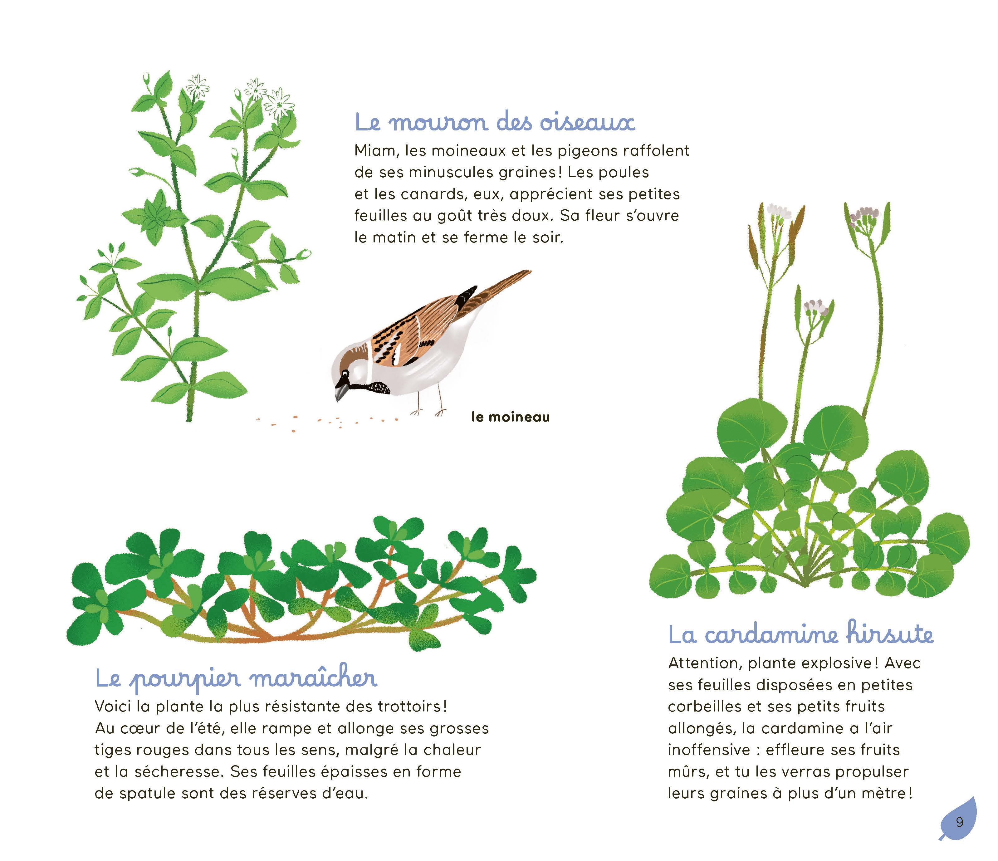 PAQUERETTE, CHARDON... DECOUVRE LA NATURE DANS TA RUE !