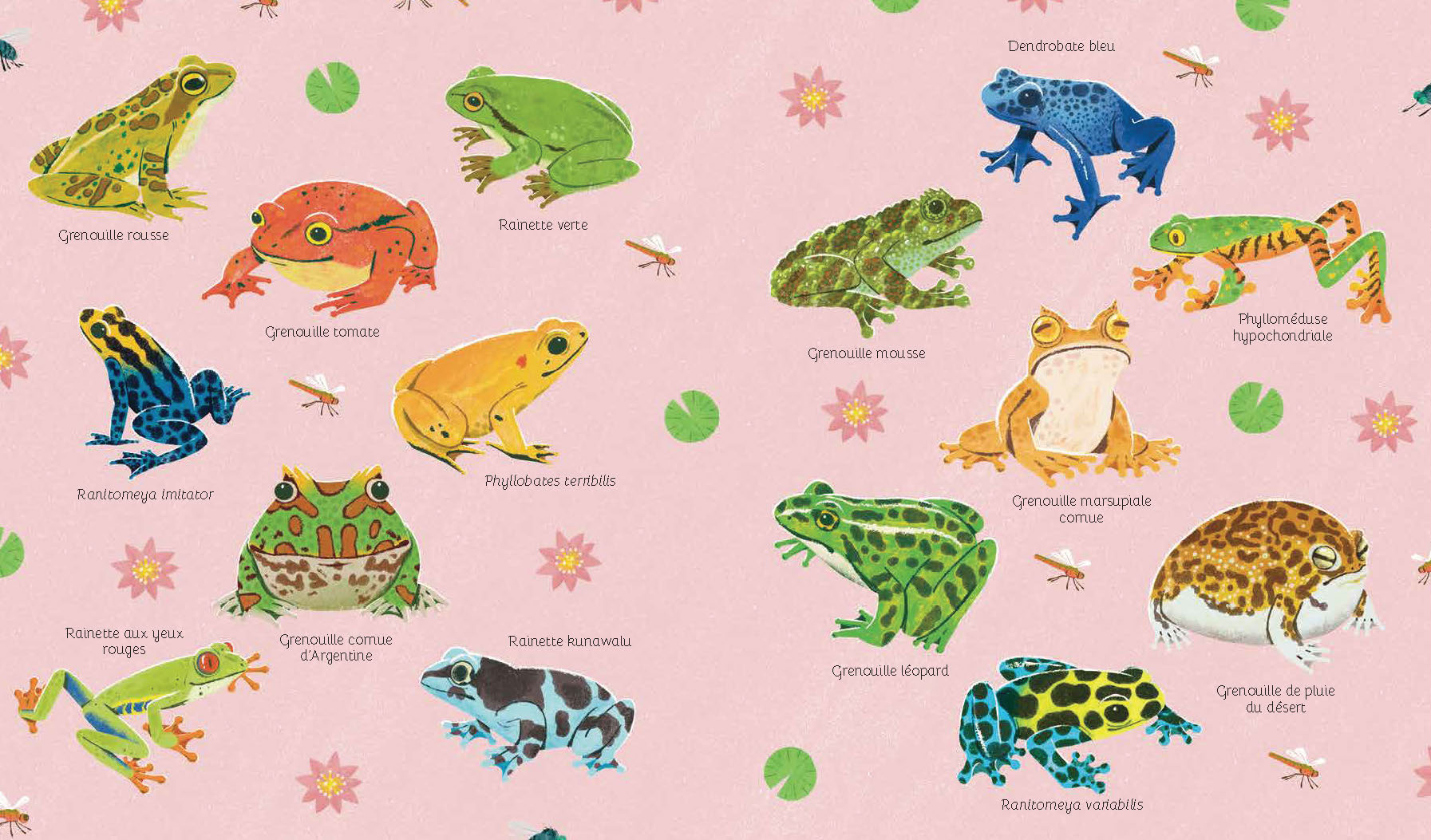 REGARDE-MOI GRANDIR : LA GRENOUILLE