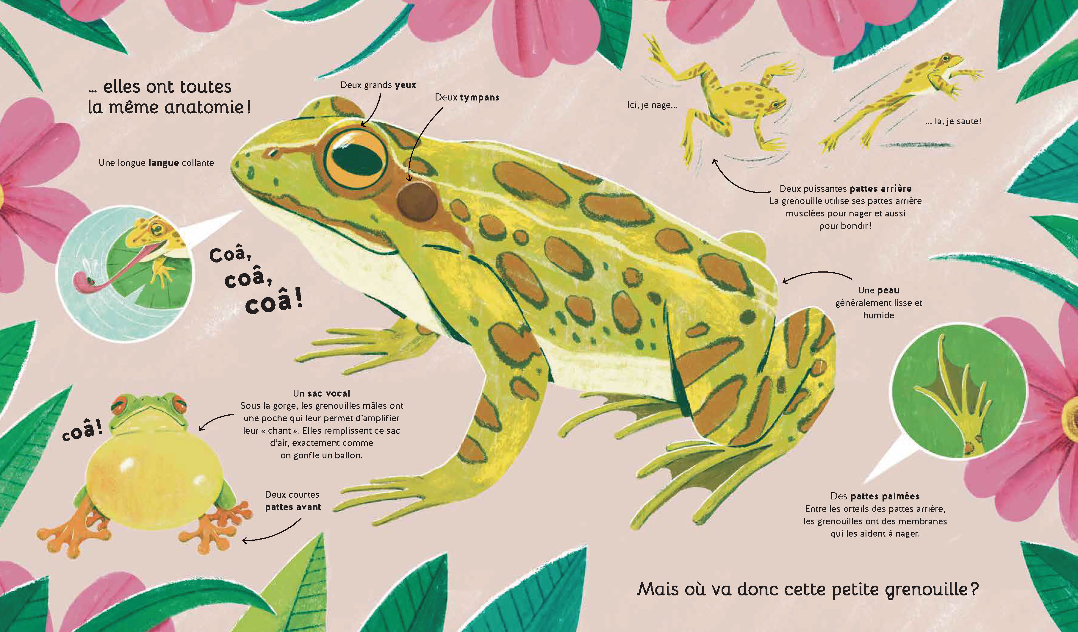 REGARDE-MOI GRANDIR : LA GRENOUILLE