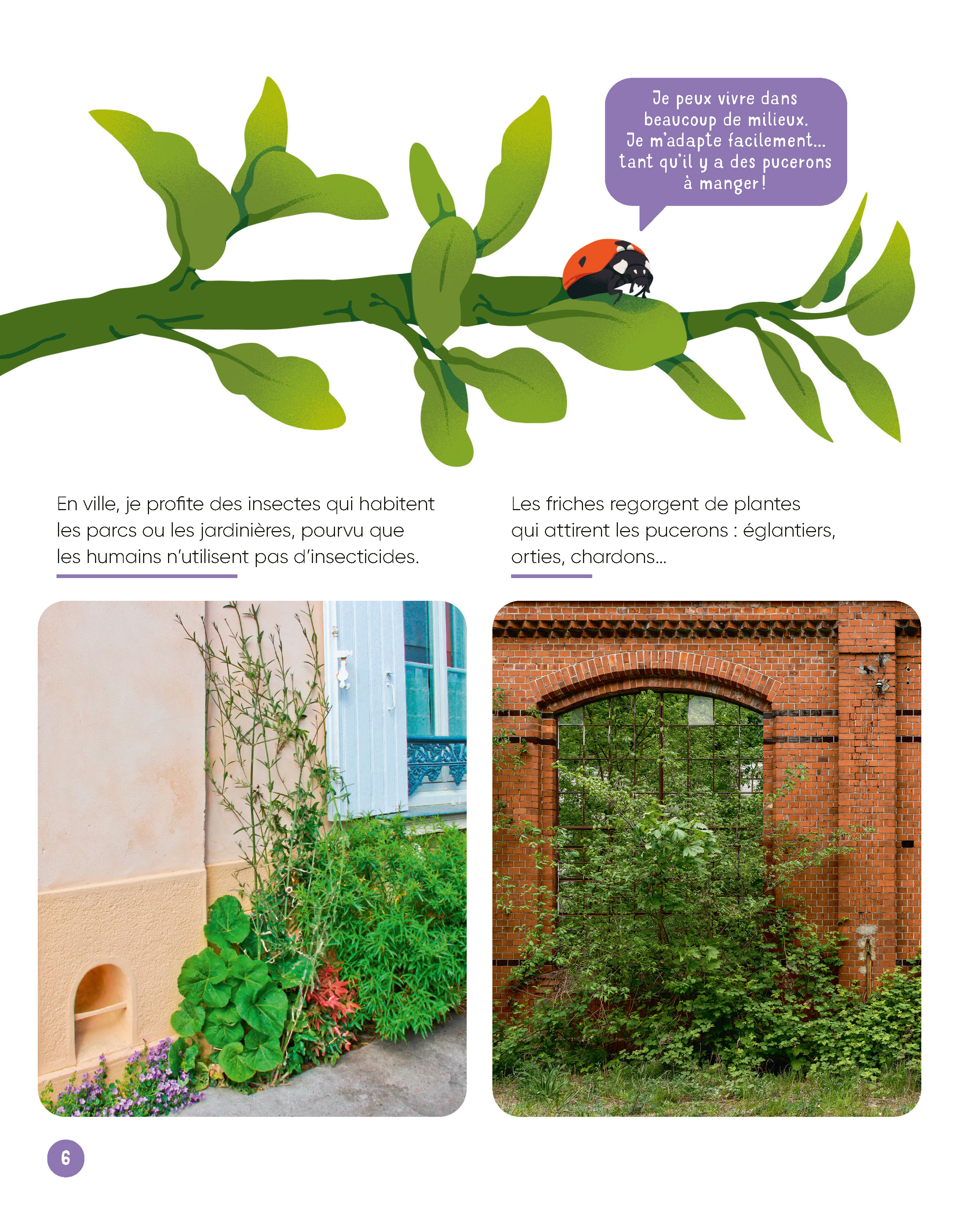 VIS MA VIE DE COCCINELLE