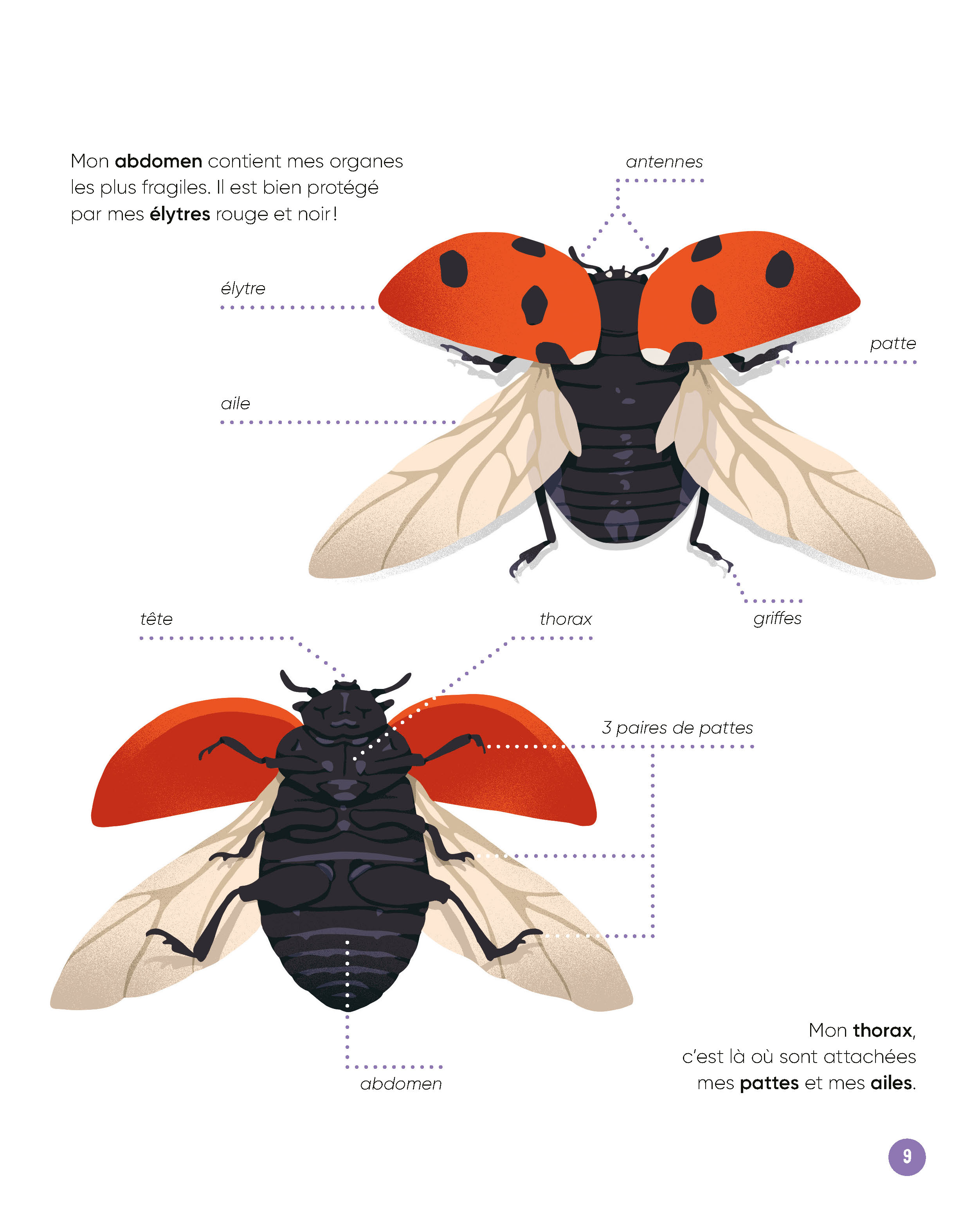 VIS MA VIE DE COCCINELLE