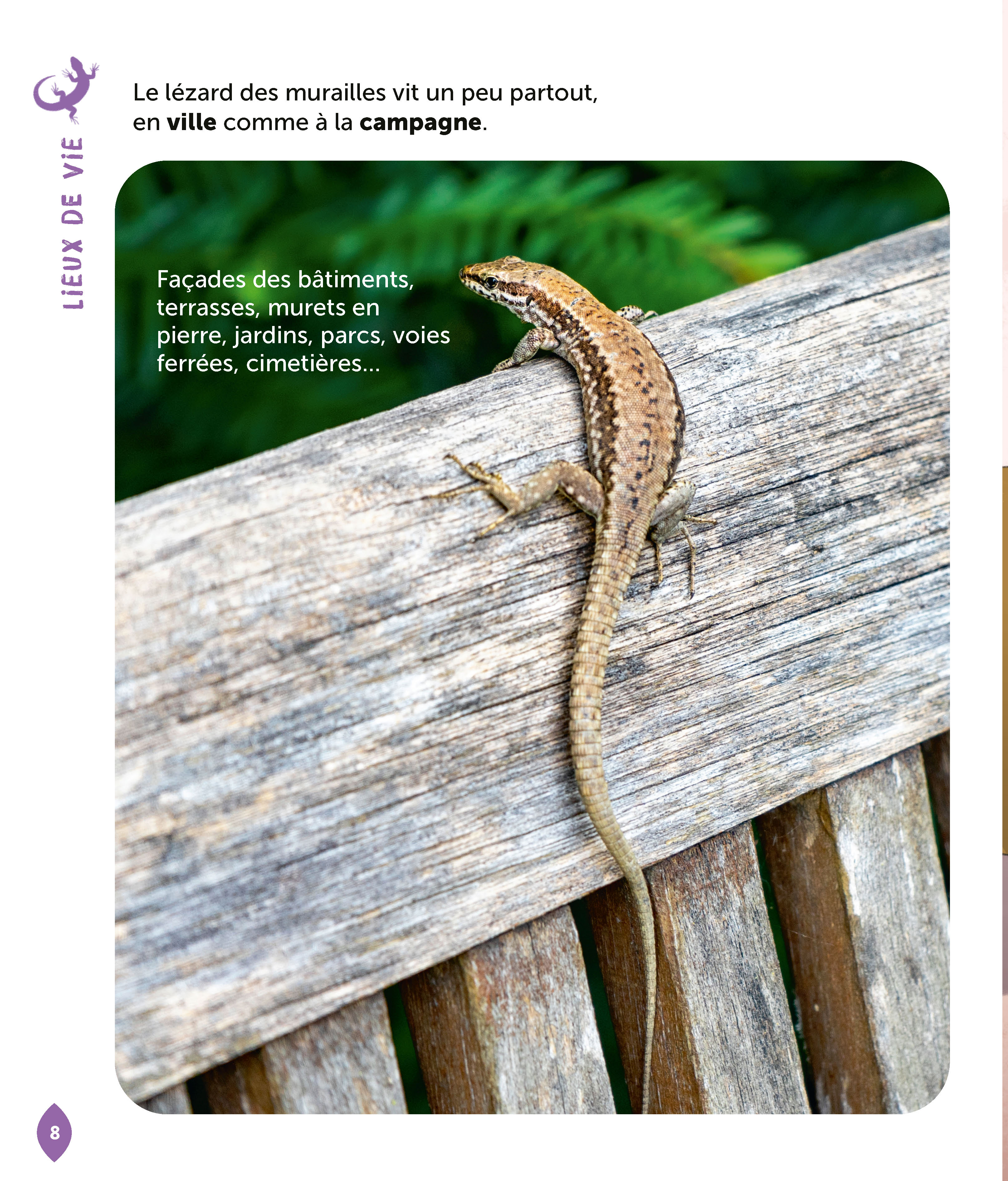 LE LEZARD