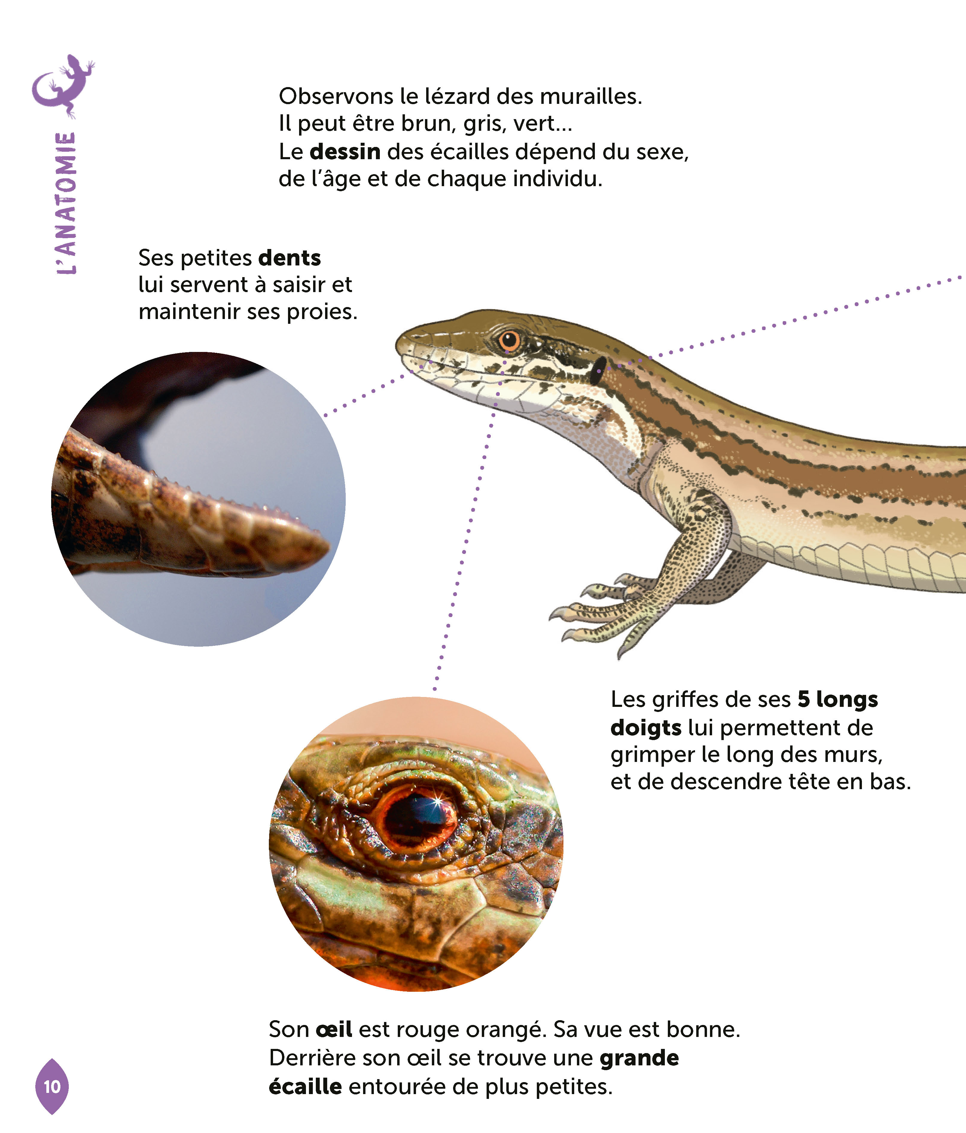 LE LEZARD
