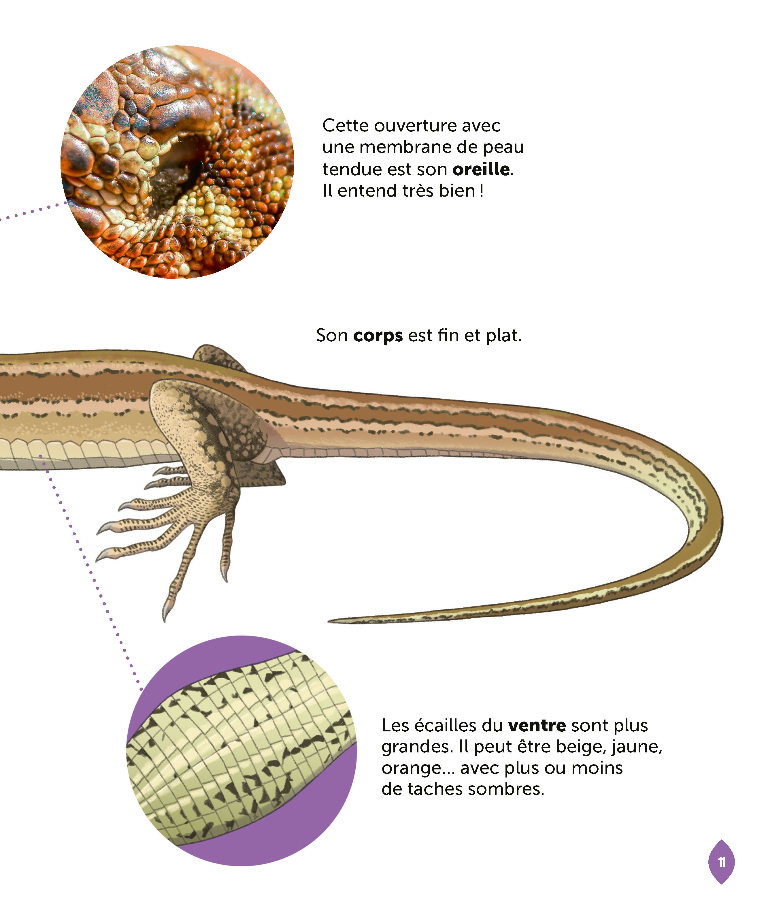 LE LEZARD