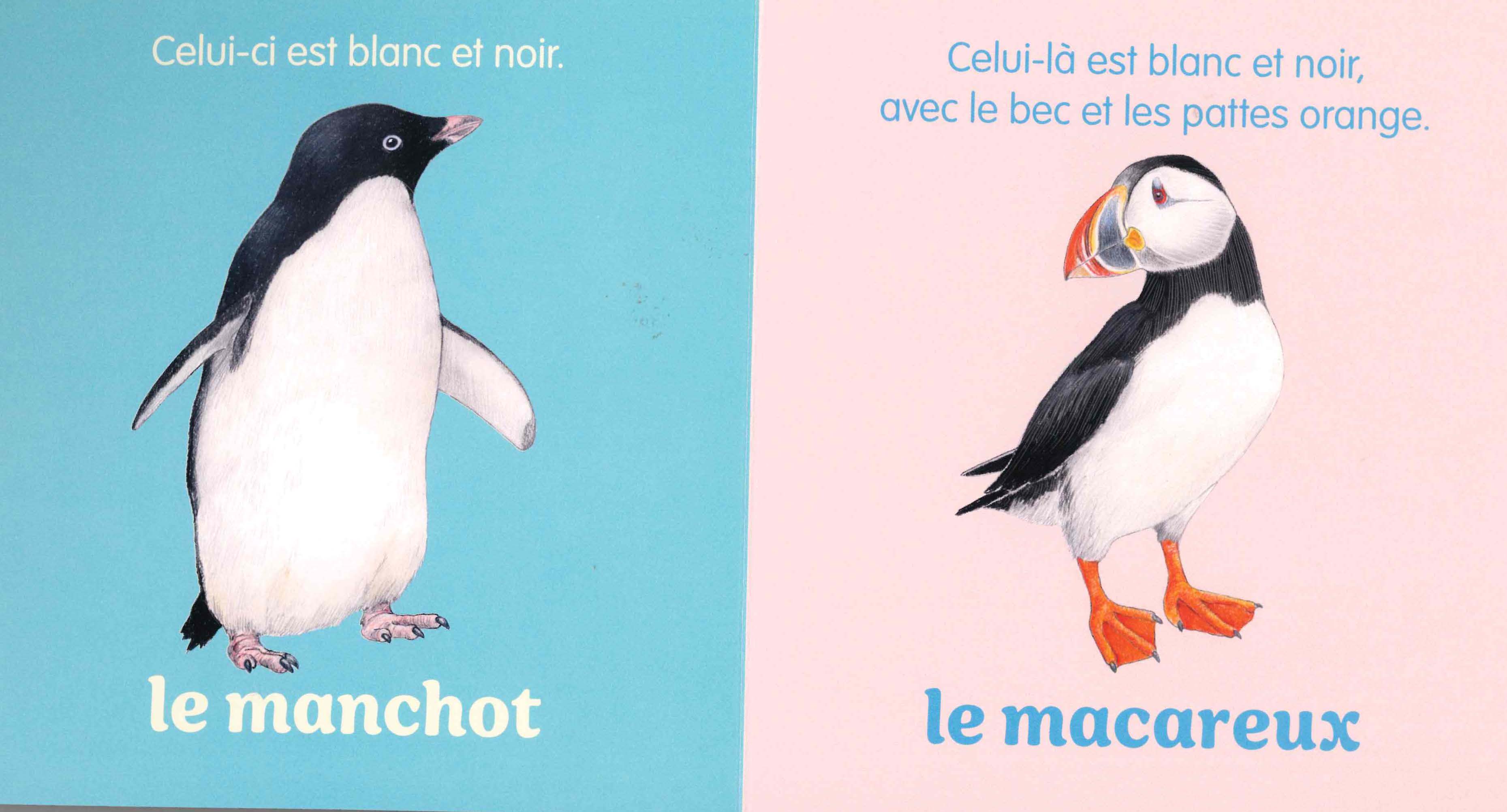 UN OISEAU !