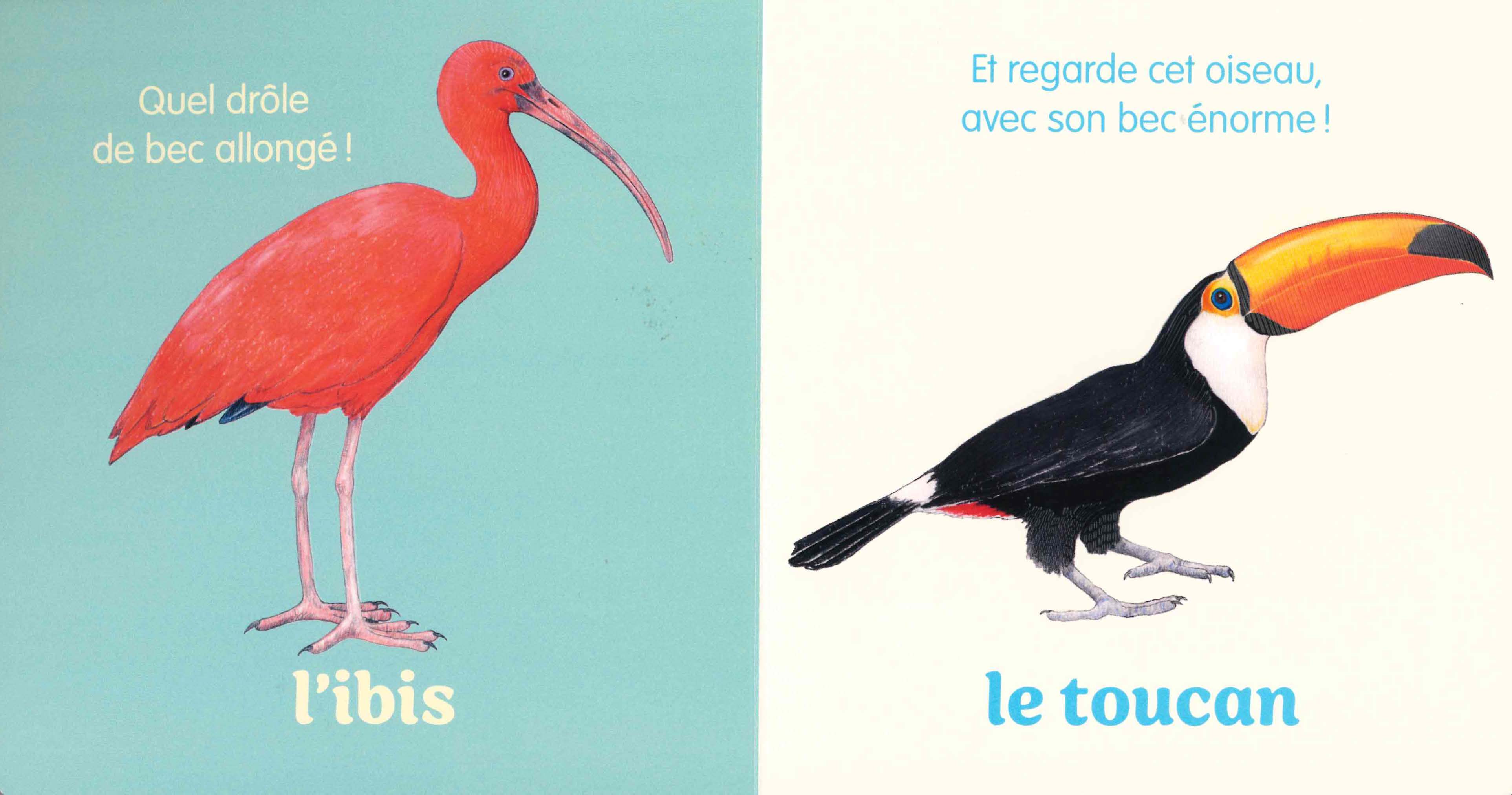 UN OISEAU !