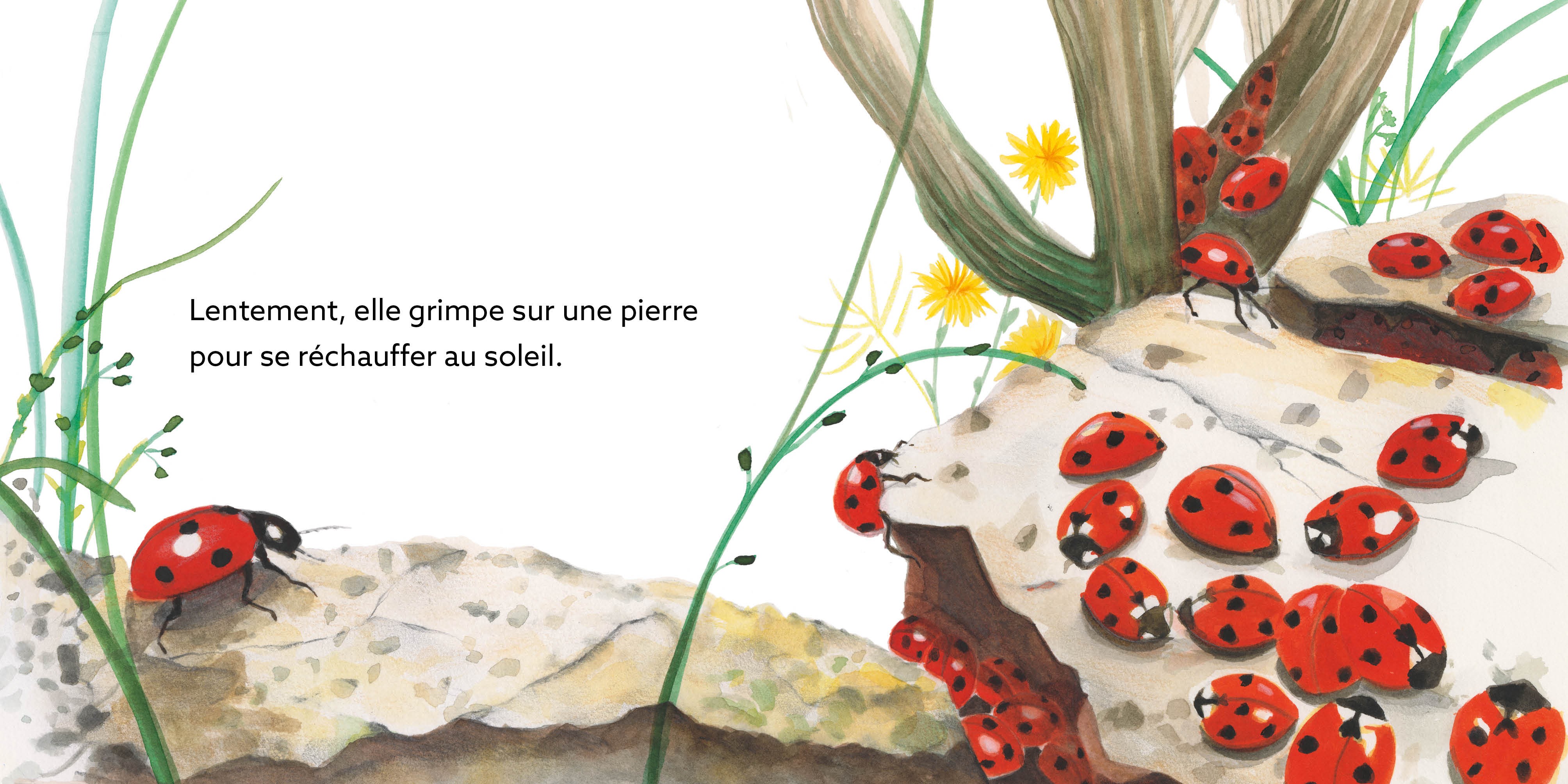COCCINELLE