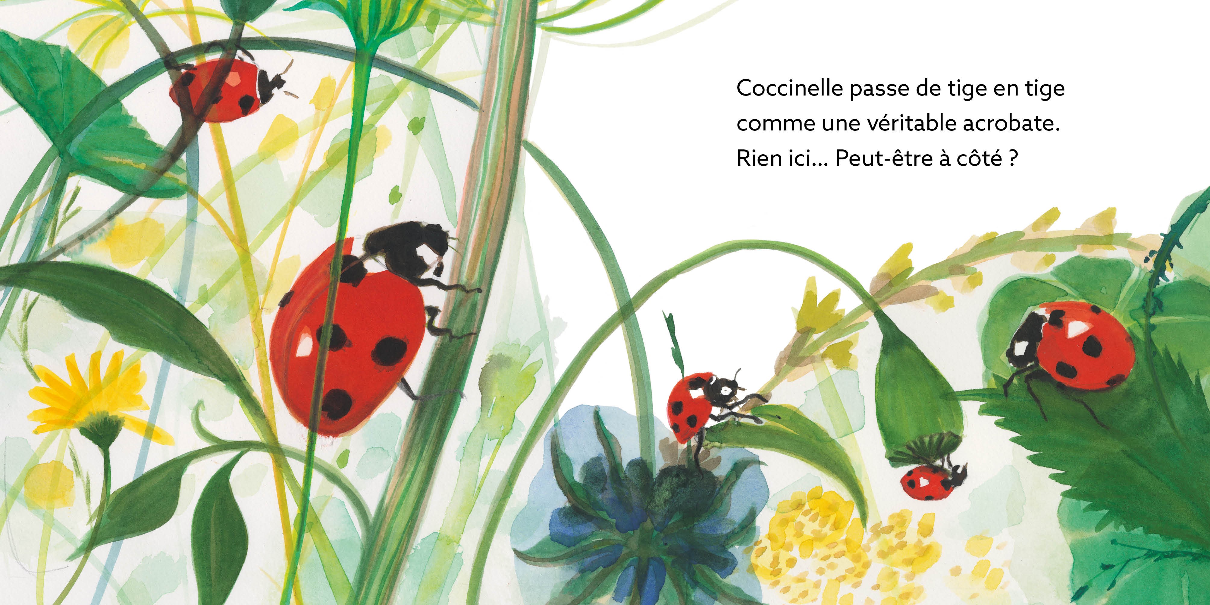 COCCINELLE