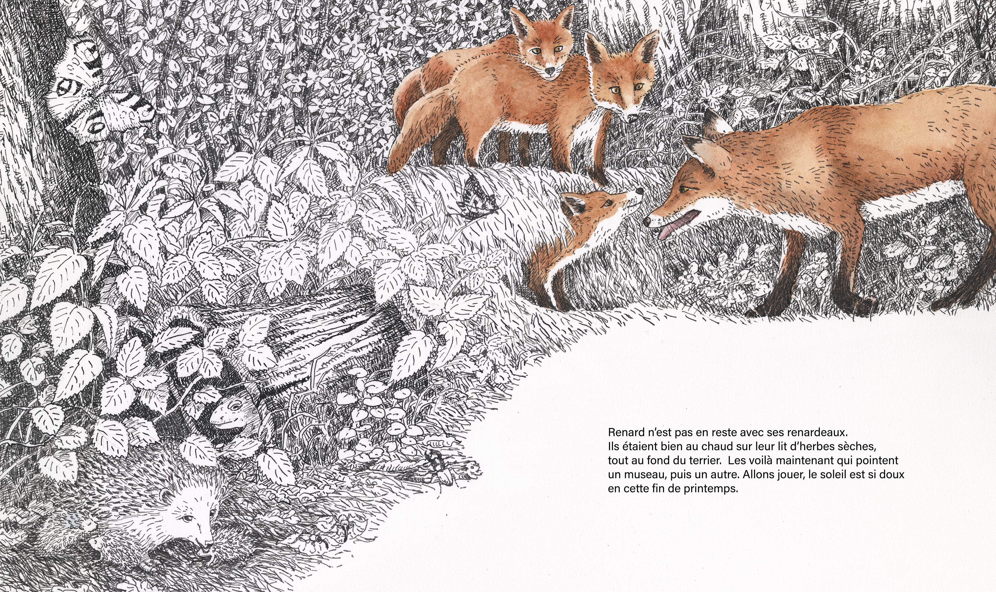 UNE HAIE POUR CHOUETTE ET RENARD