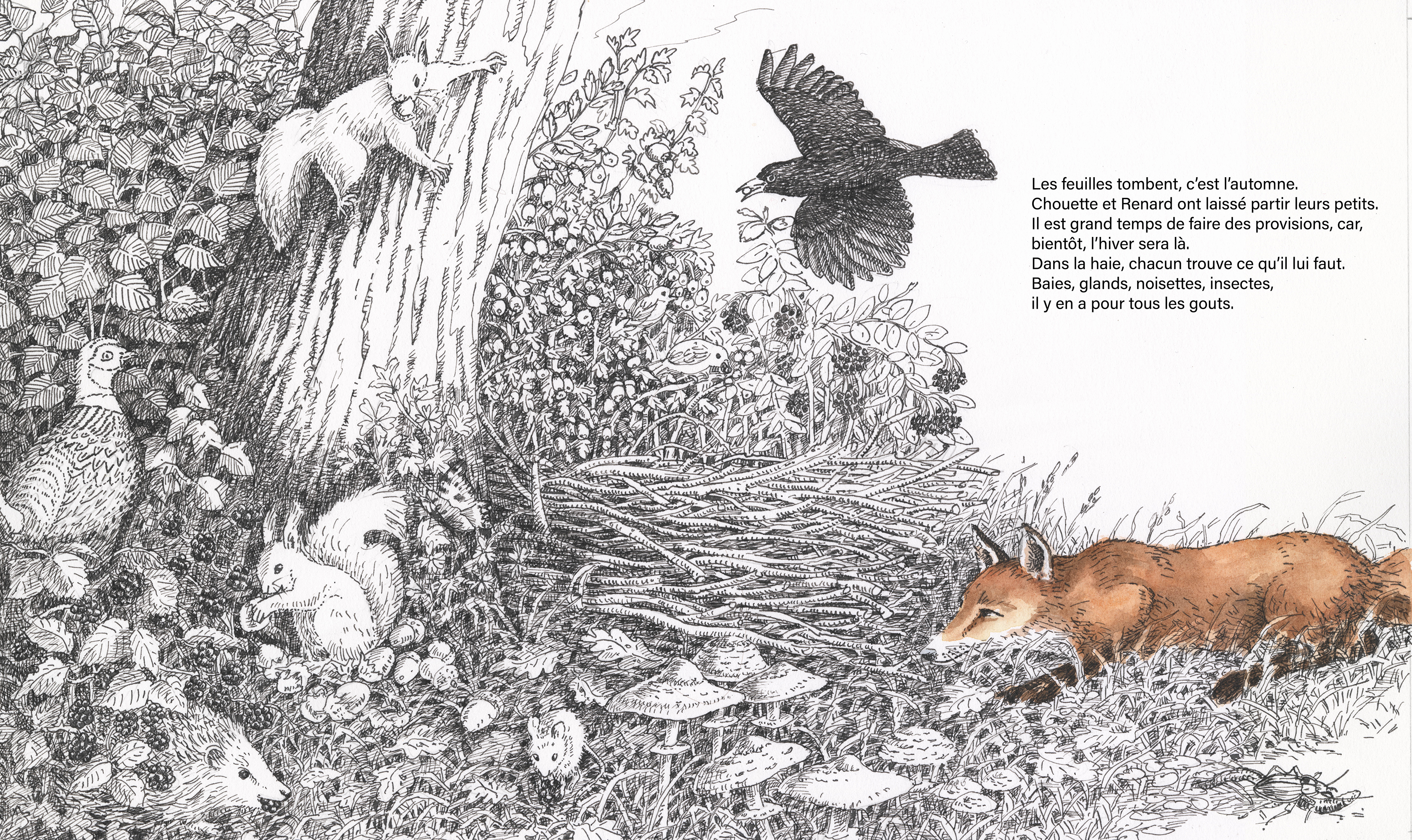 UNE HAIE POUR CHOUETTE ET RENARD