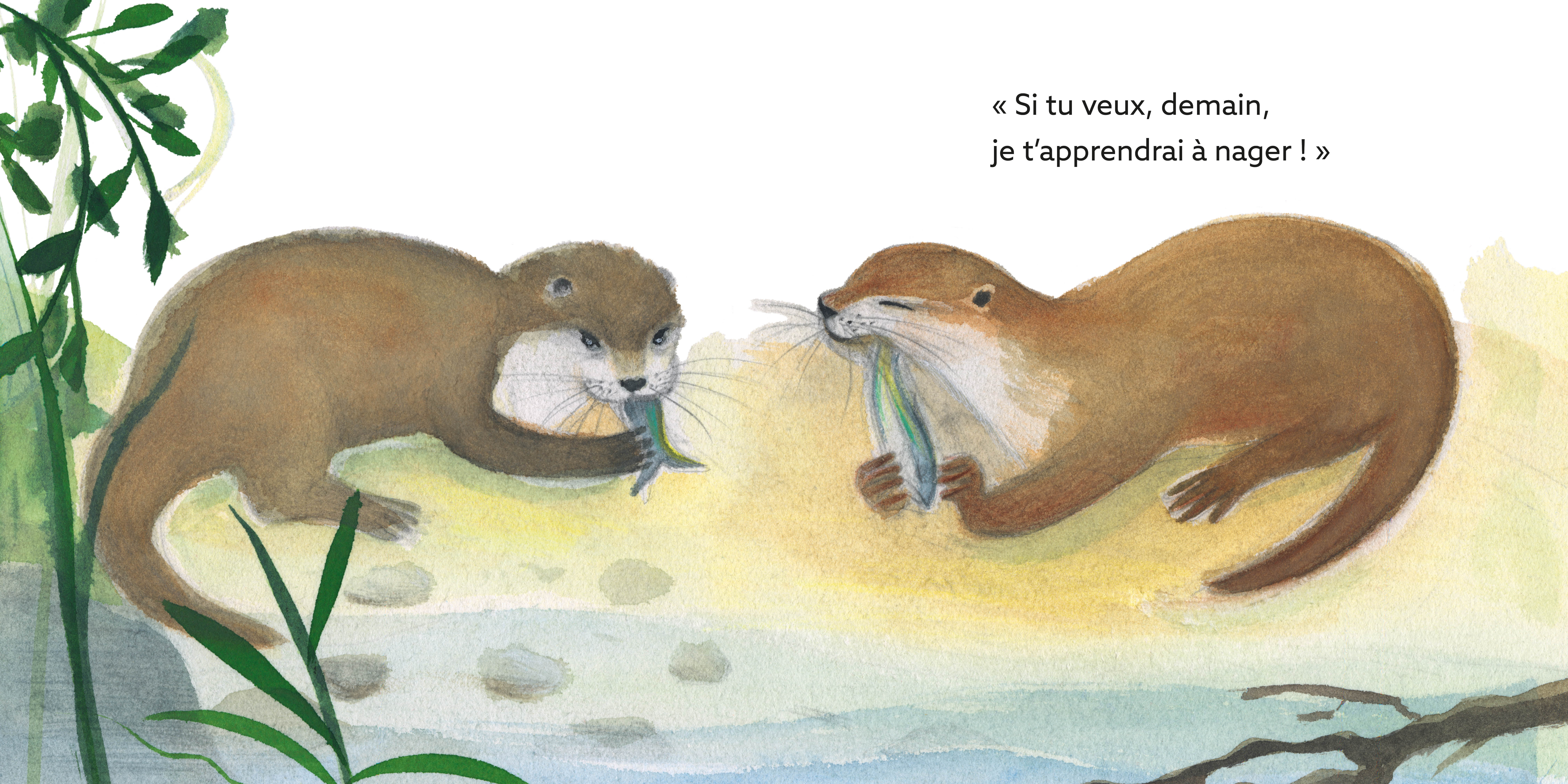 PETITES LOUTRES