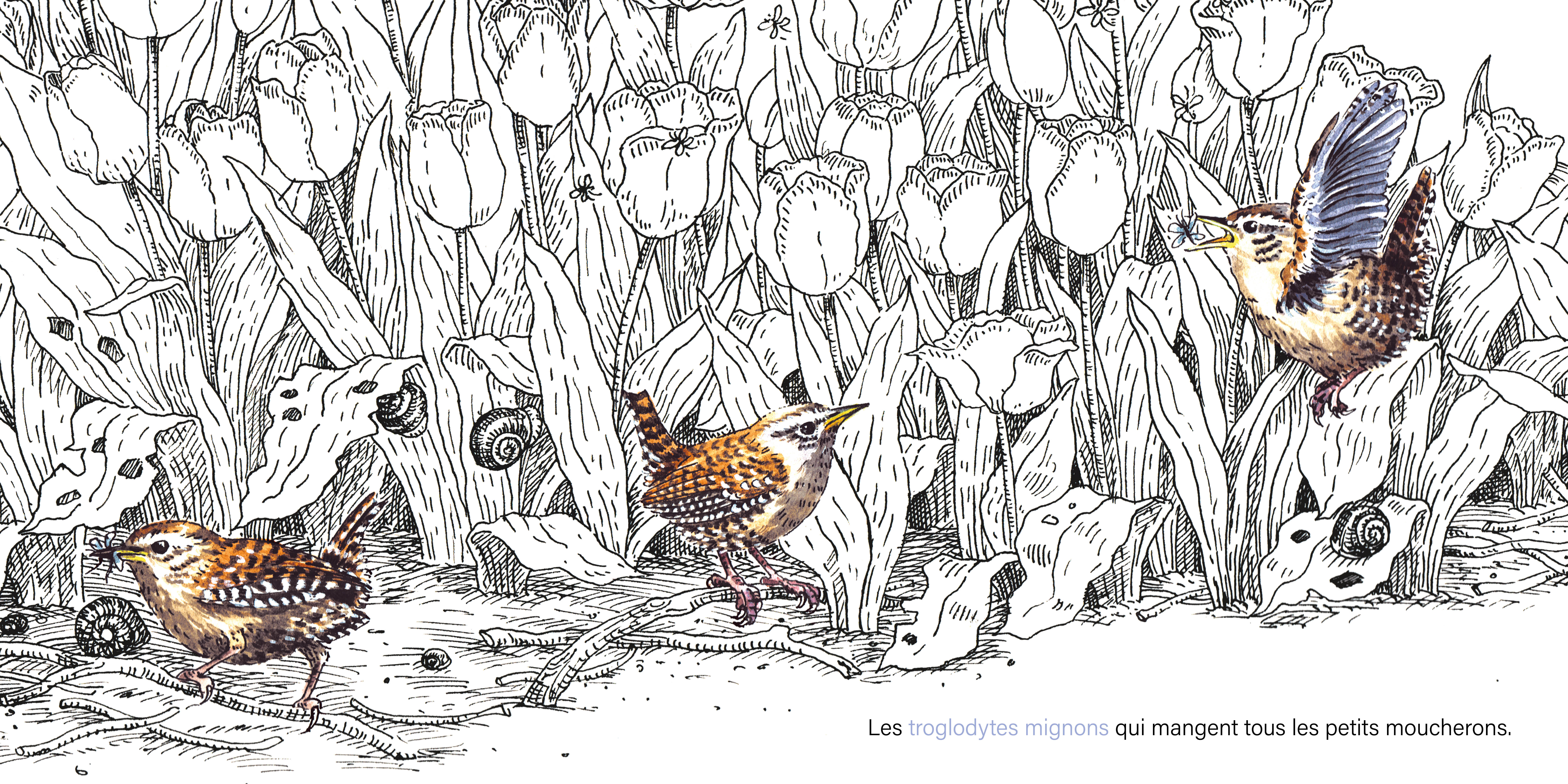 DANS LE JARDIN, TOUT EST CALME...