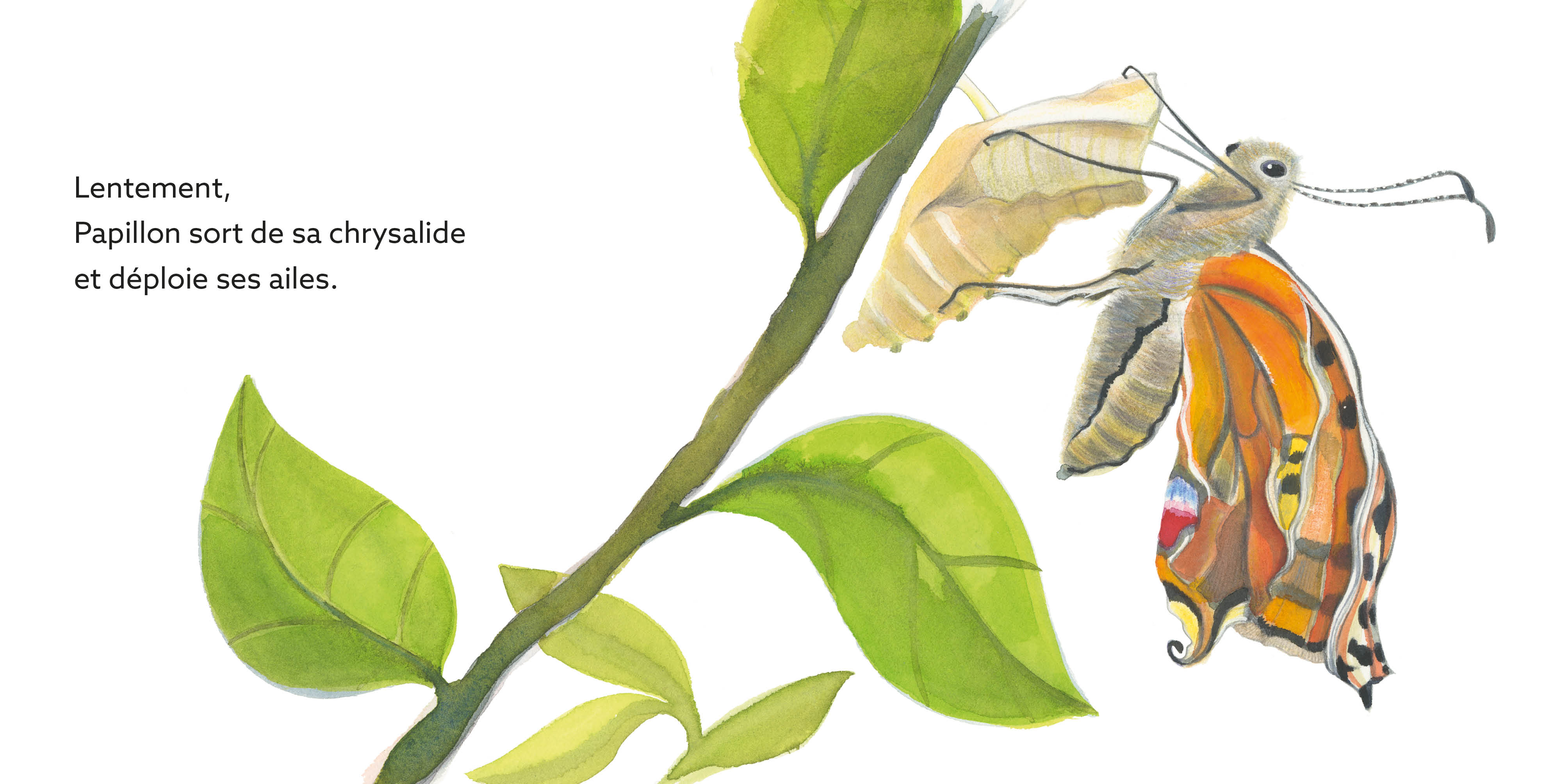 PAPILLON : UNE JOURNEE DANS LA VIE D