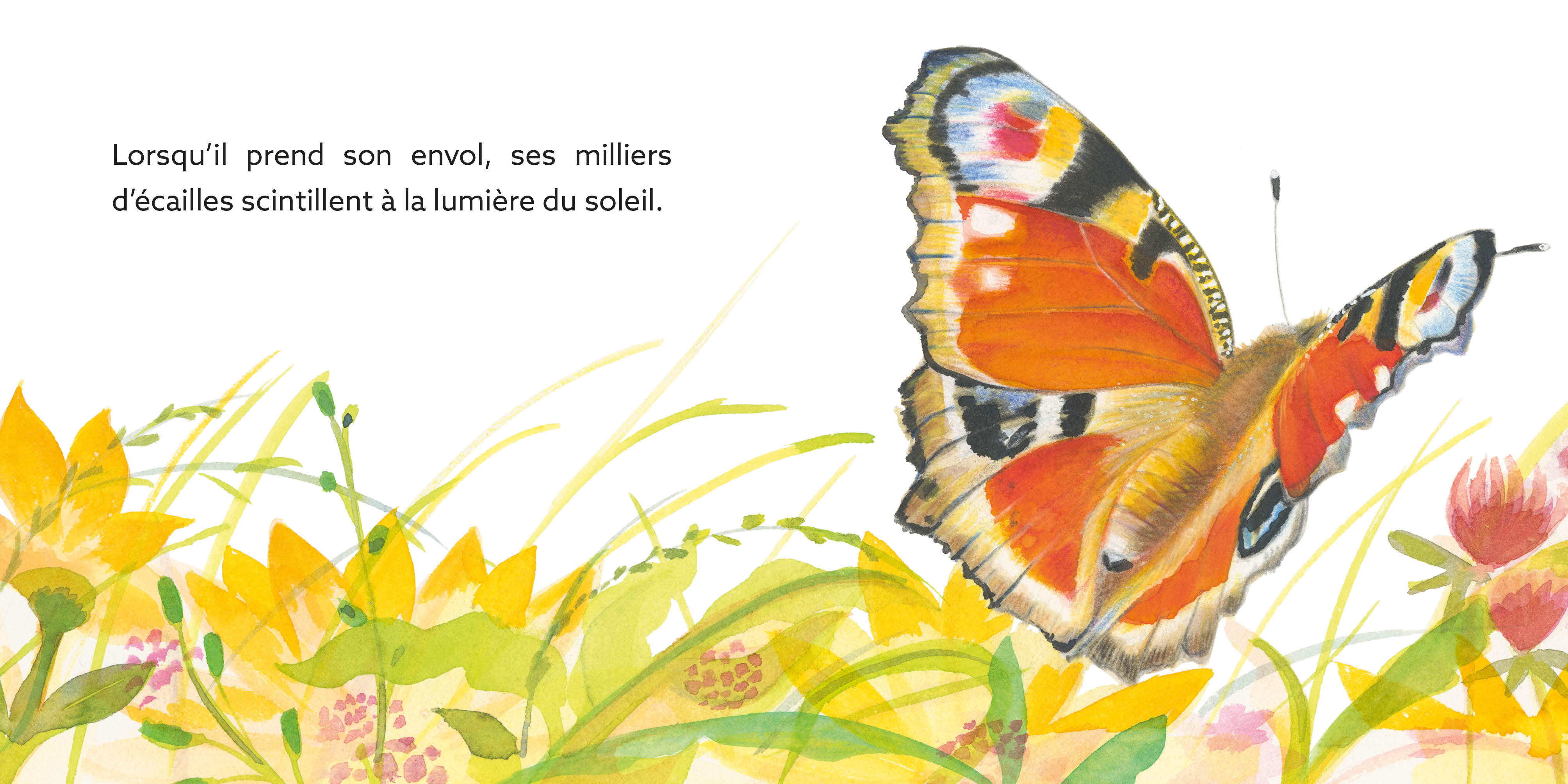 PAPILLON : UNE JOURNEE DANS LA VIE D
