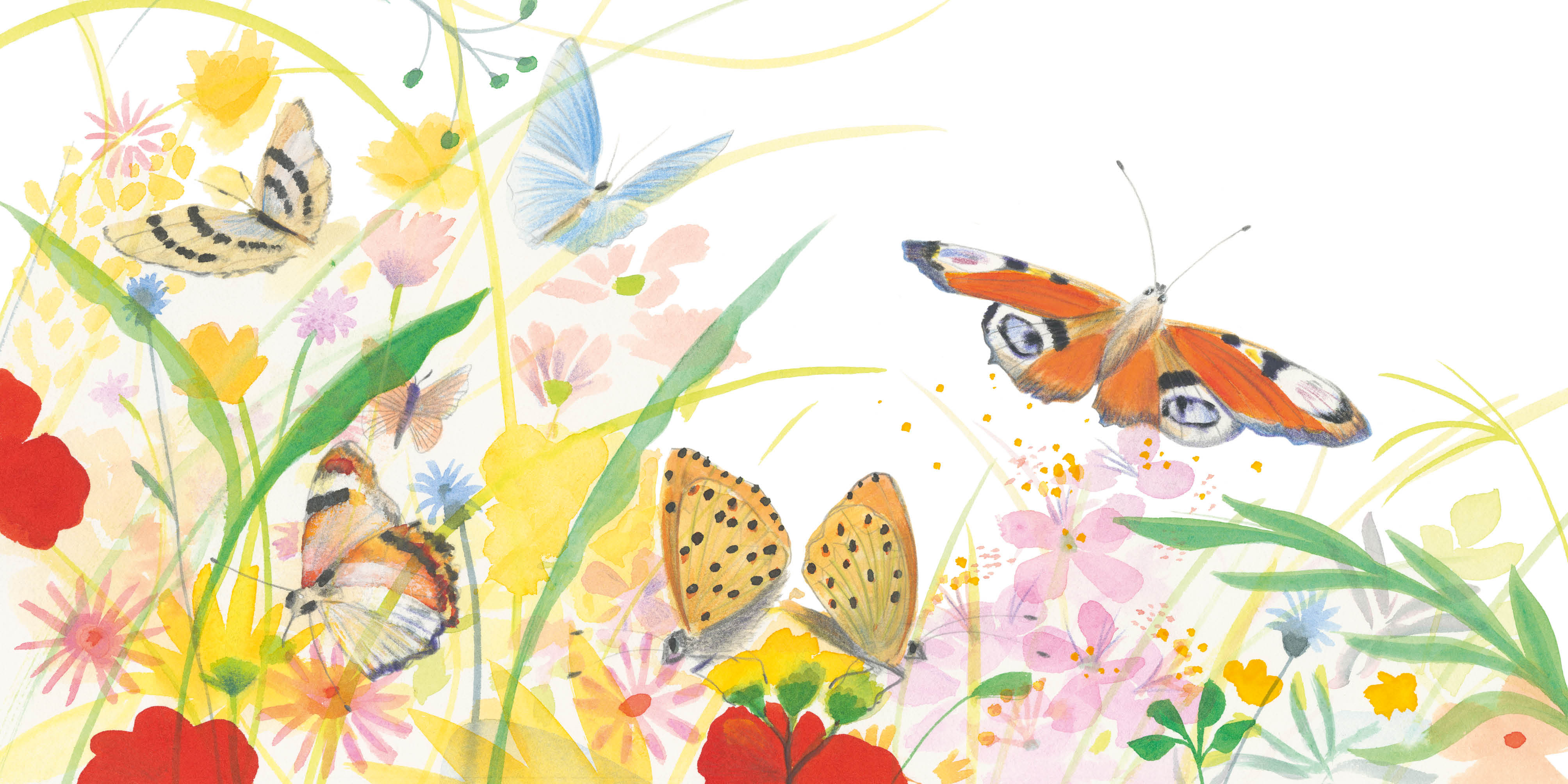 PAPILLON : UNE JOURNEE DANS LA VIE D