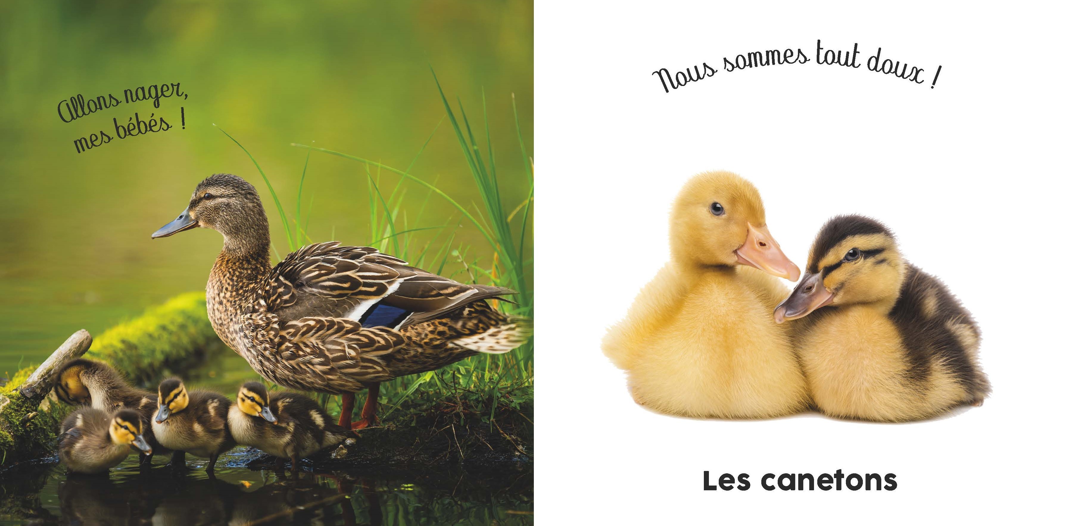BEBE TOUCHE-A-TOUT - LES PETITS MIGNONS