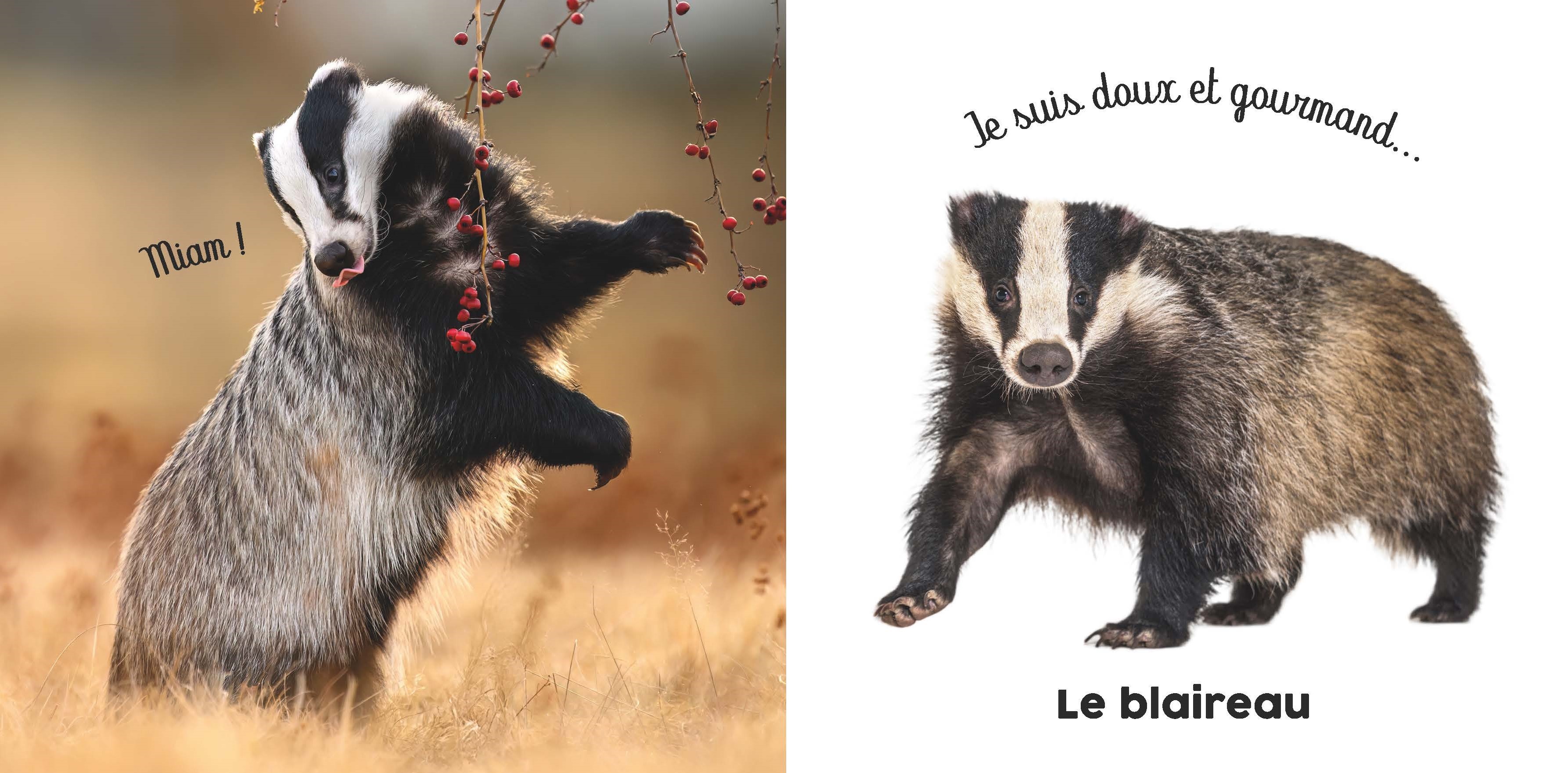 BEBE TOUCHE-A-TOUT - BALADE EN FORET
