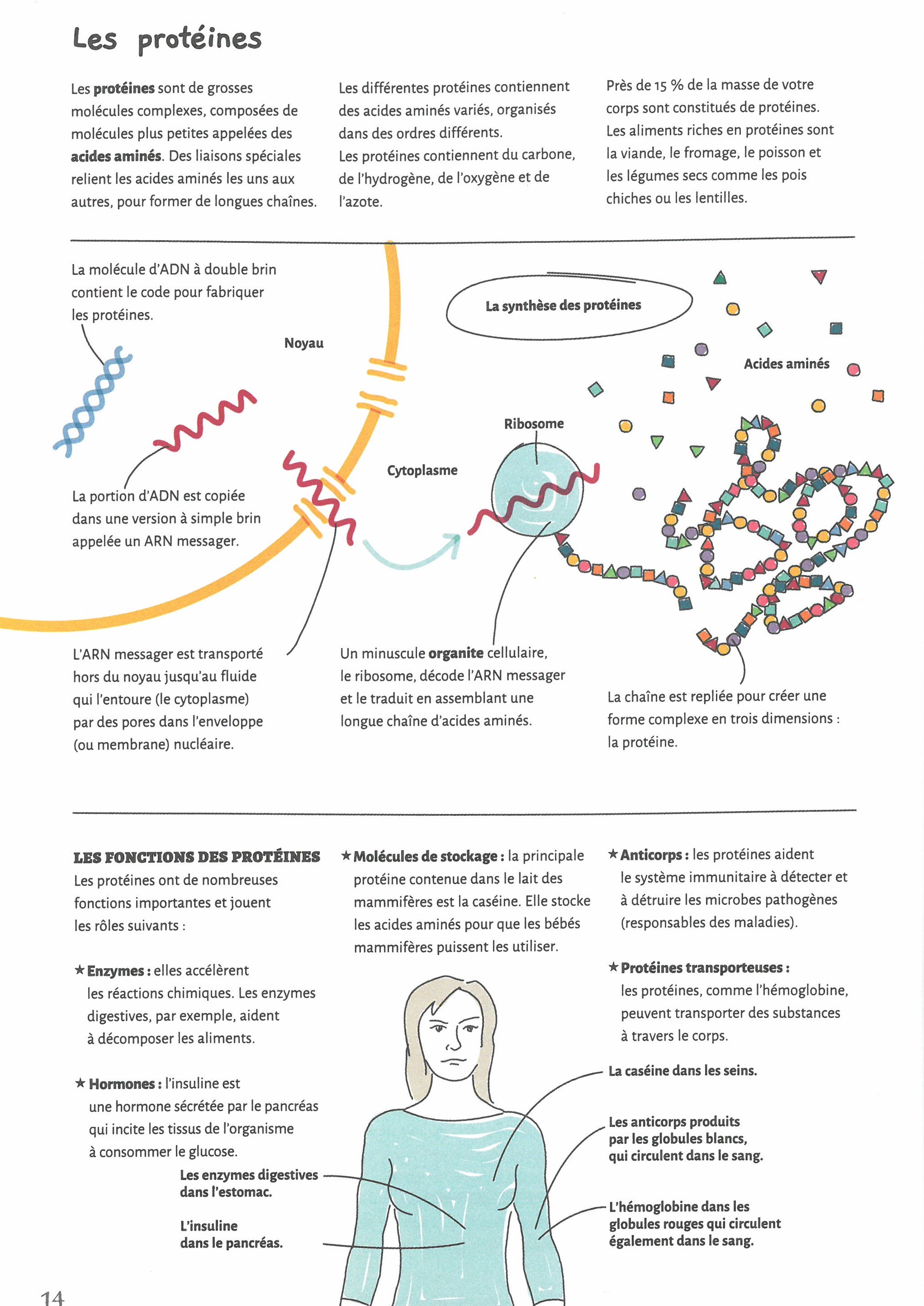 LES BASES DE LA BIOLOGIE EN 70 NOTIONS ILLUSTREES LES BASES DE LA BIOLOGIE EN 70 NOTIONS ILLUSTREES