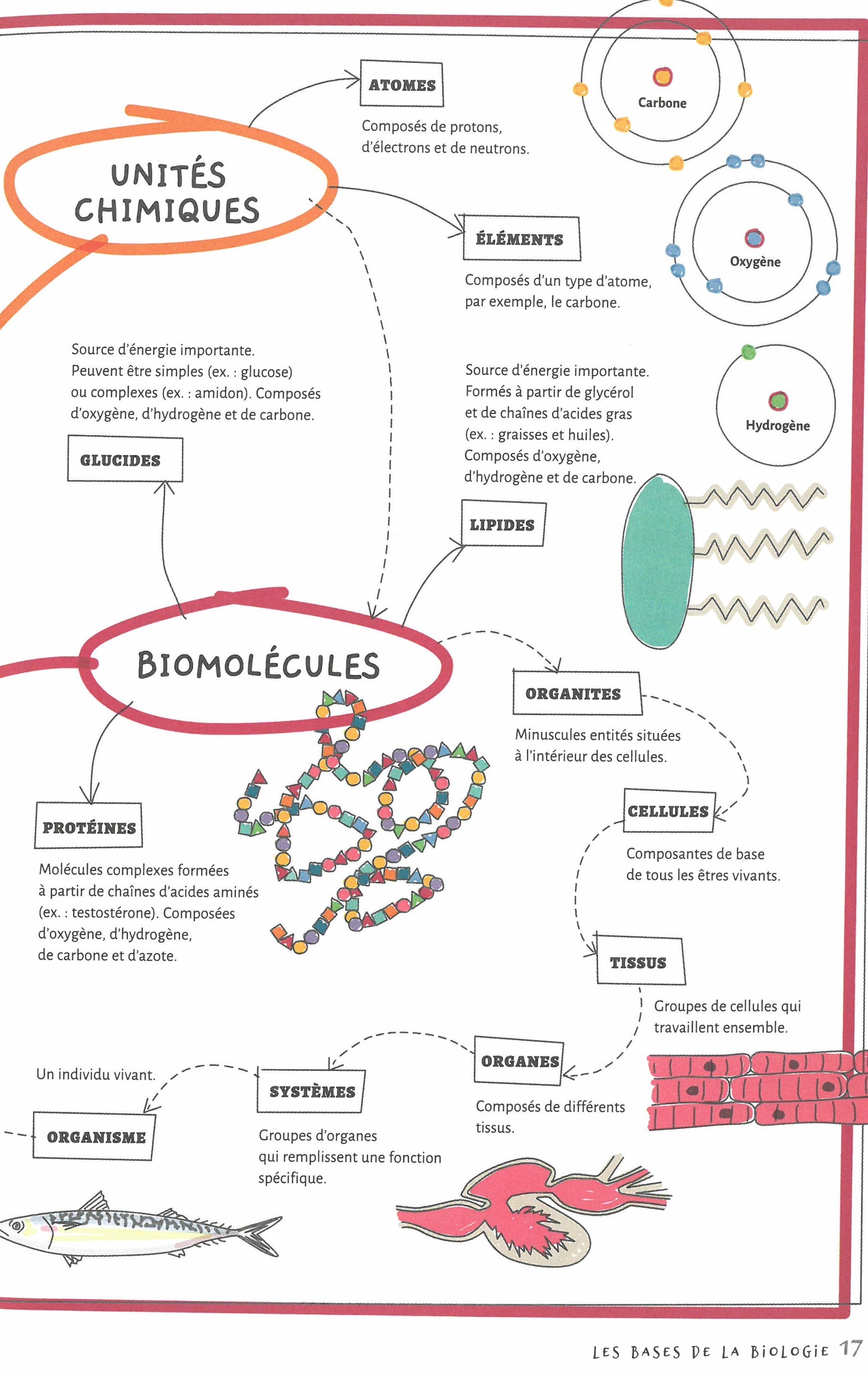 LES BASES DE LA BIOLOGIE EN 70 NOTIONS ILLUSTREES LES BASES DE LA BIOLOGIE EN 70 NOTIONS ILLUSTREES
