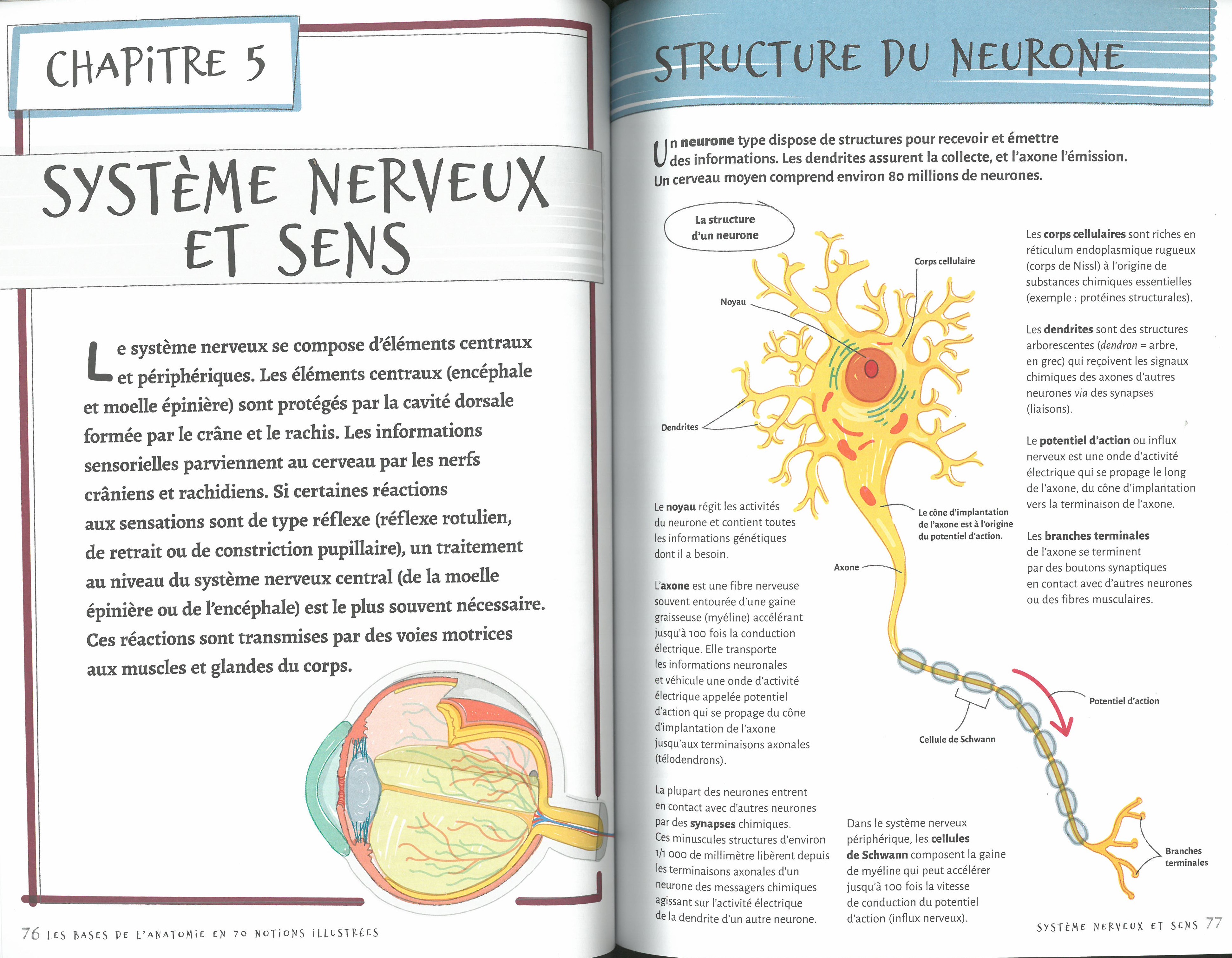 LES BASES DE L LES BASES DE L