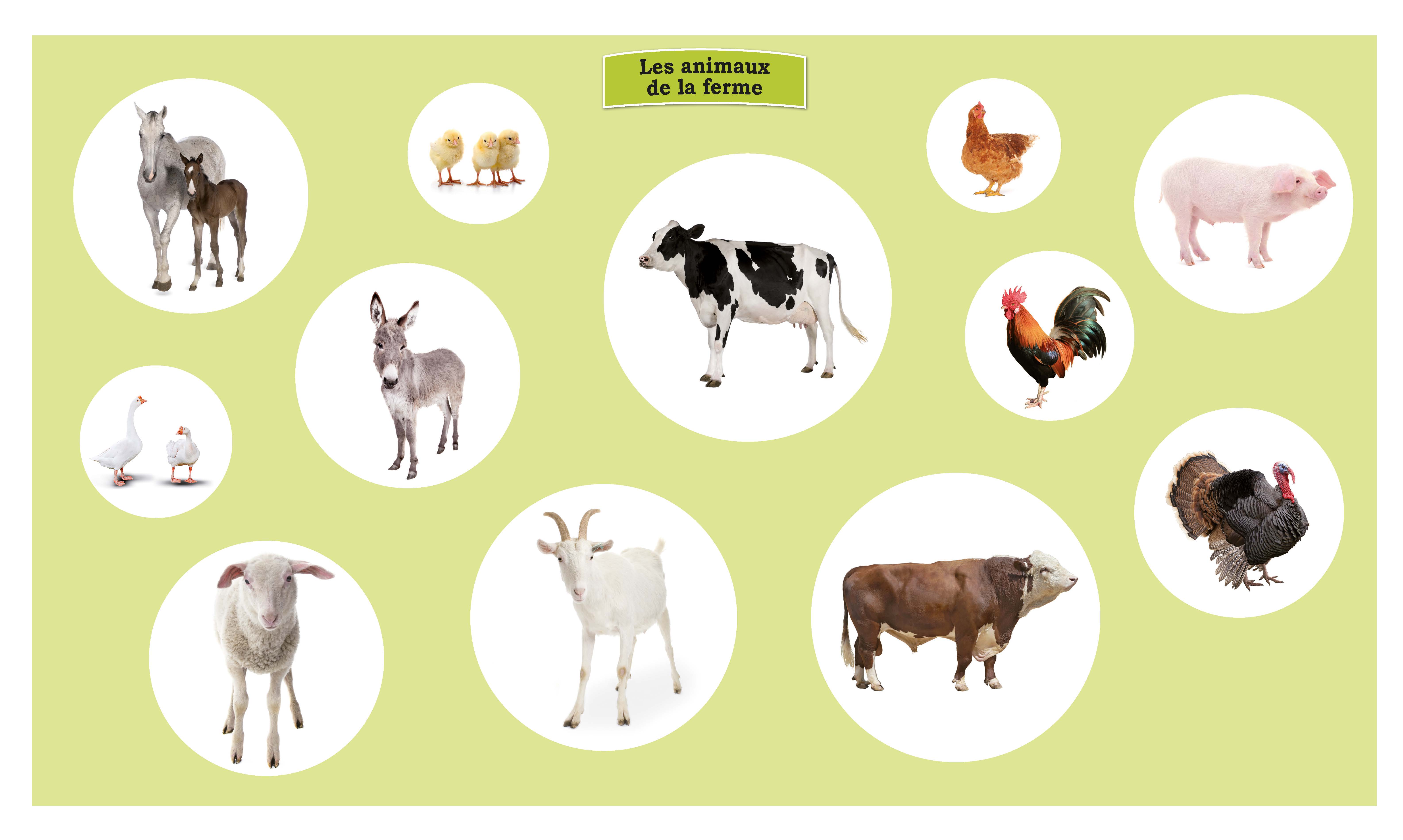 KAMISHIBAI MES PREMIERS ANIMAUX A DECOUVRIR