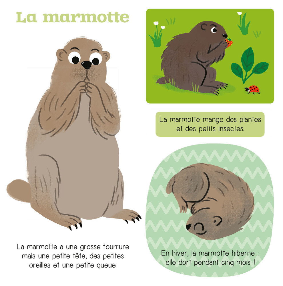 Les Animaux De La Montagne