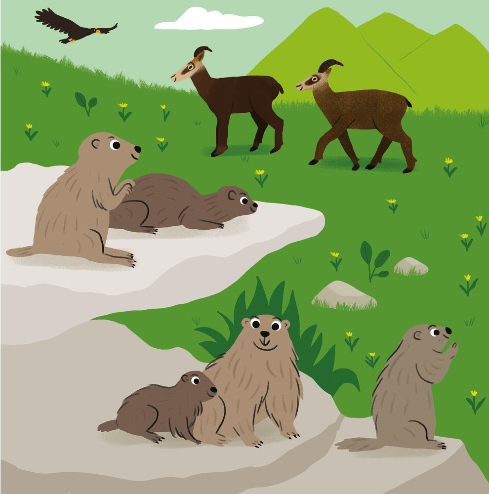 Les Animaux De La Montagne