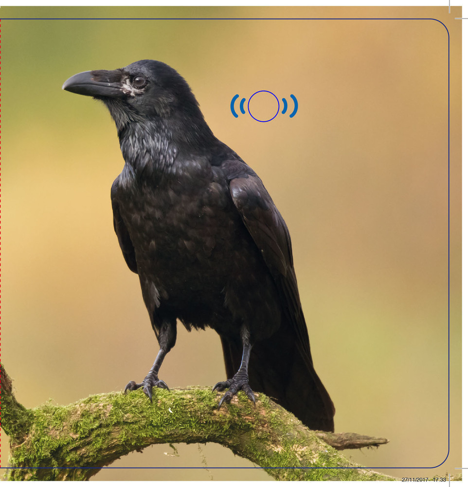 Mes Premiers Sonores - Les Oiseaux