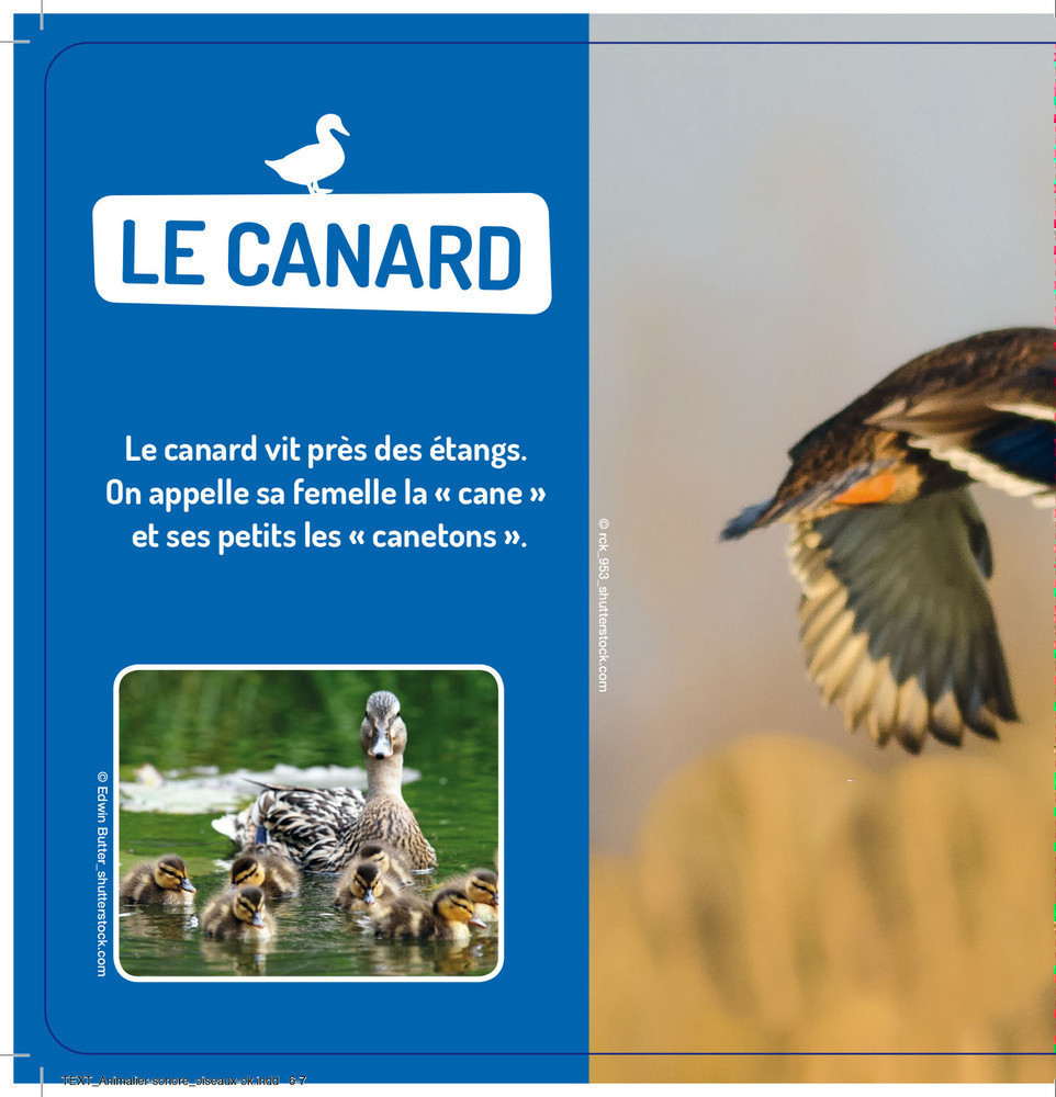 Les Oiseaux