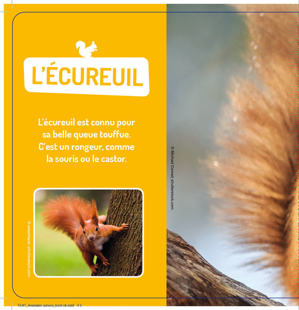 Mes Premiers Sonores - Les Animaux De La Forêt