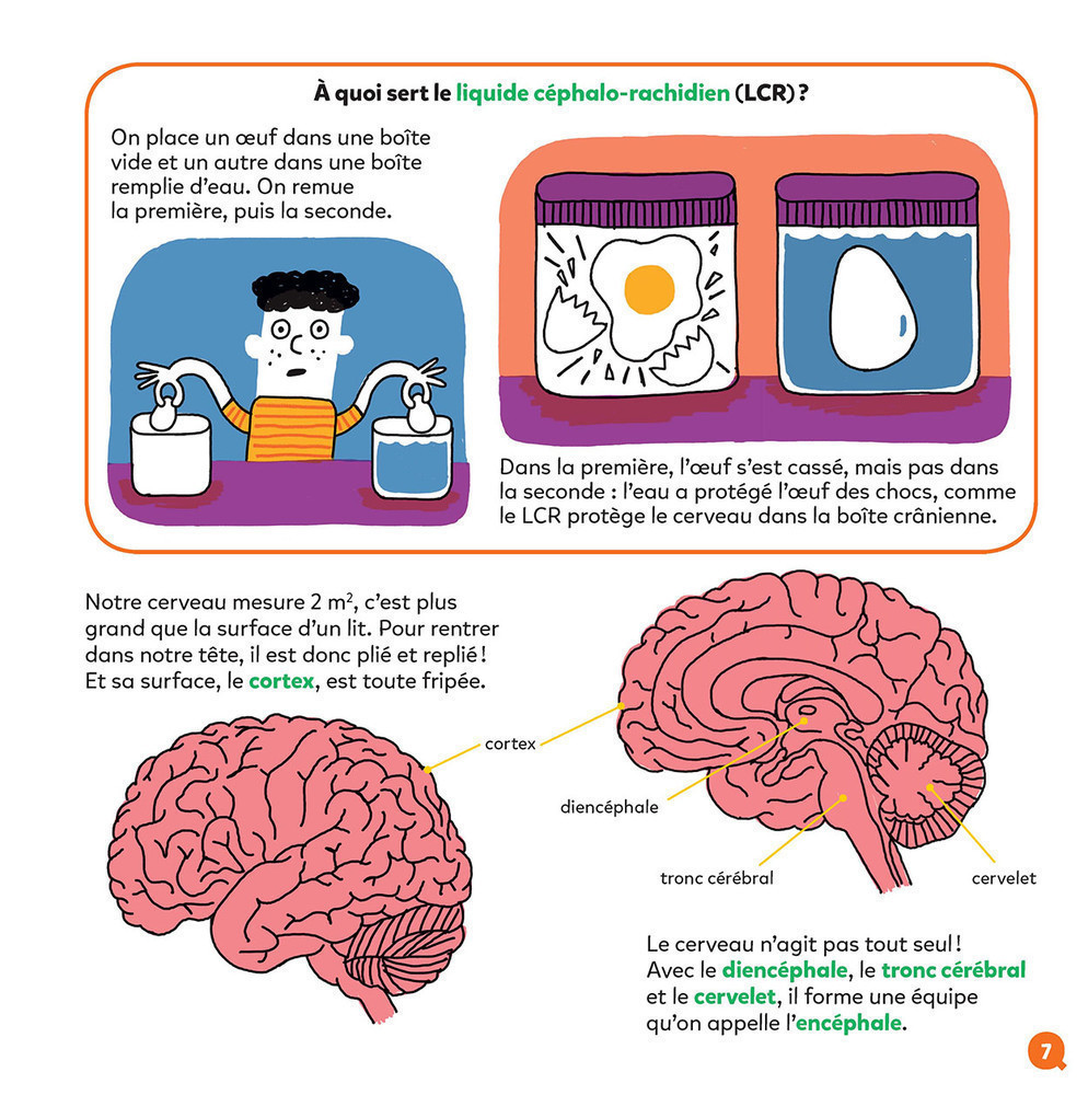 LE CERVEAU