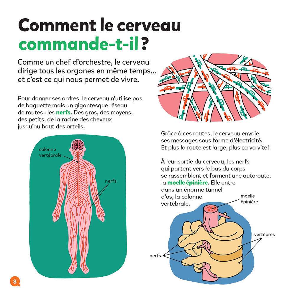 LE CERVEAU