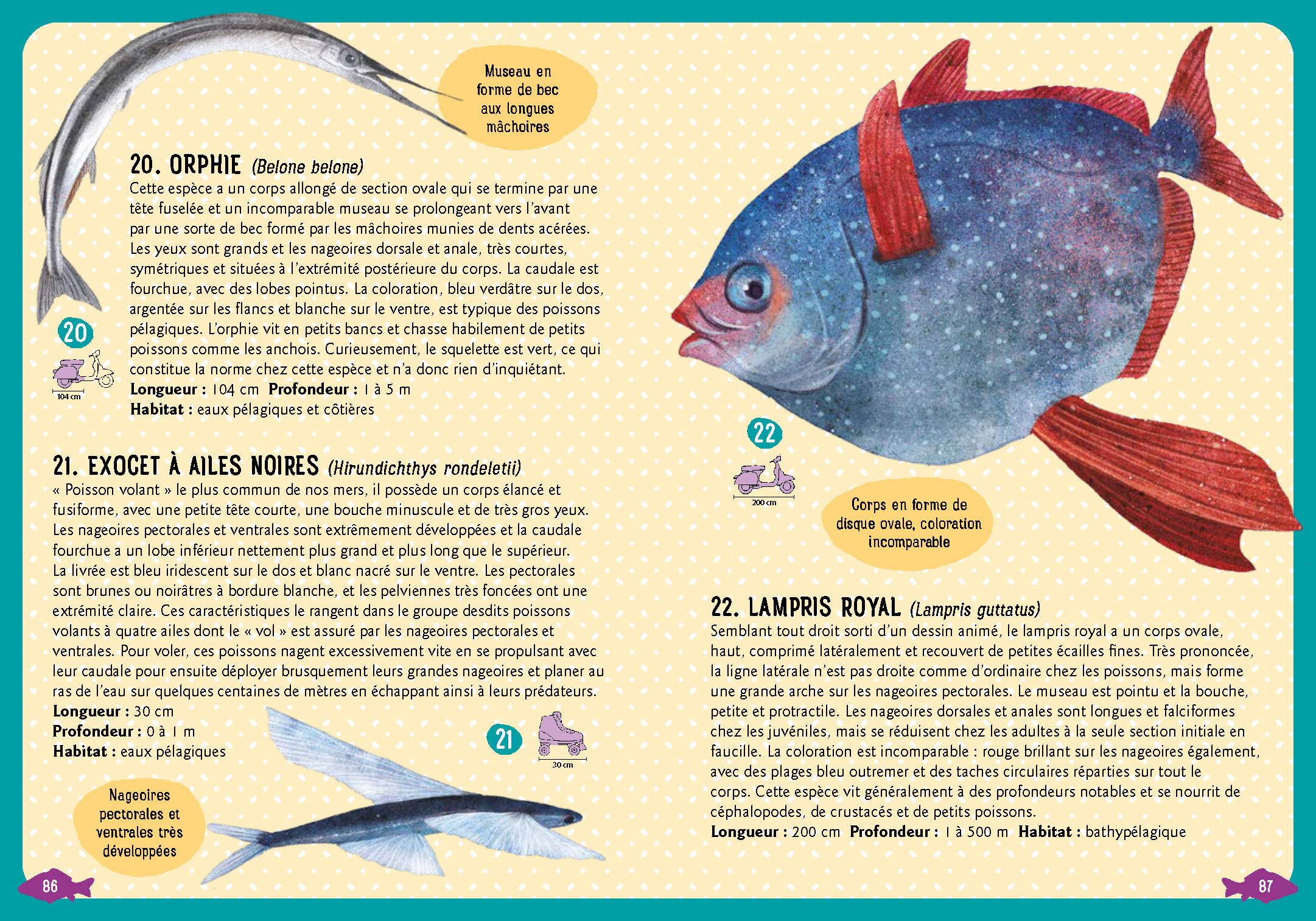 GUIDE DES POISSONS DE LA MEDITERRANEE