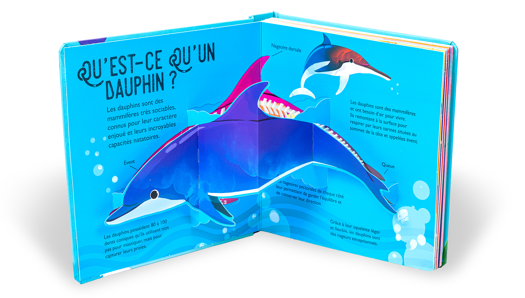 DAUPHINS : 10 POP-UP