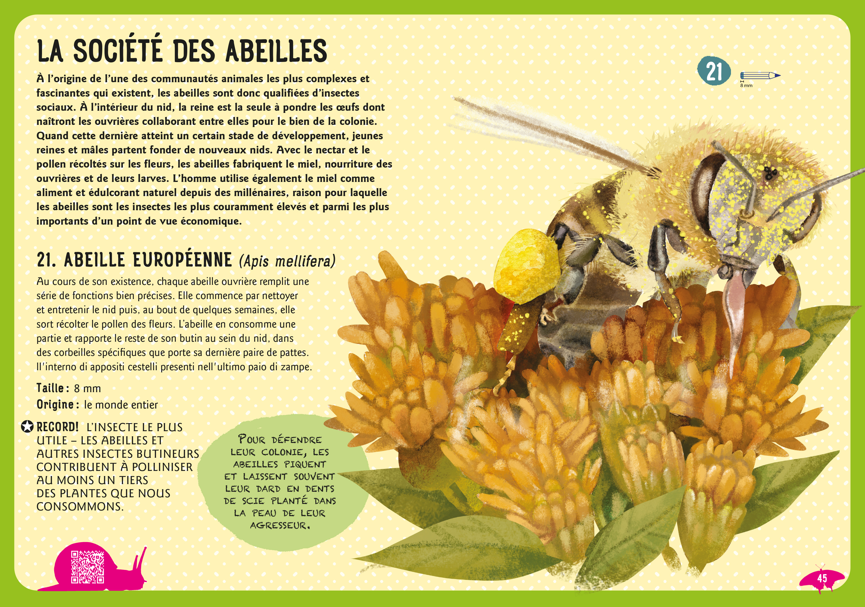 GUIDE DES INSECTES DU MONDE : ET AUTRES INVERTEBRES