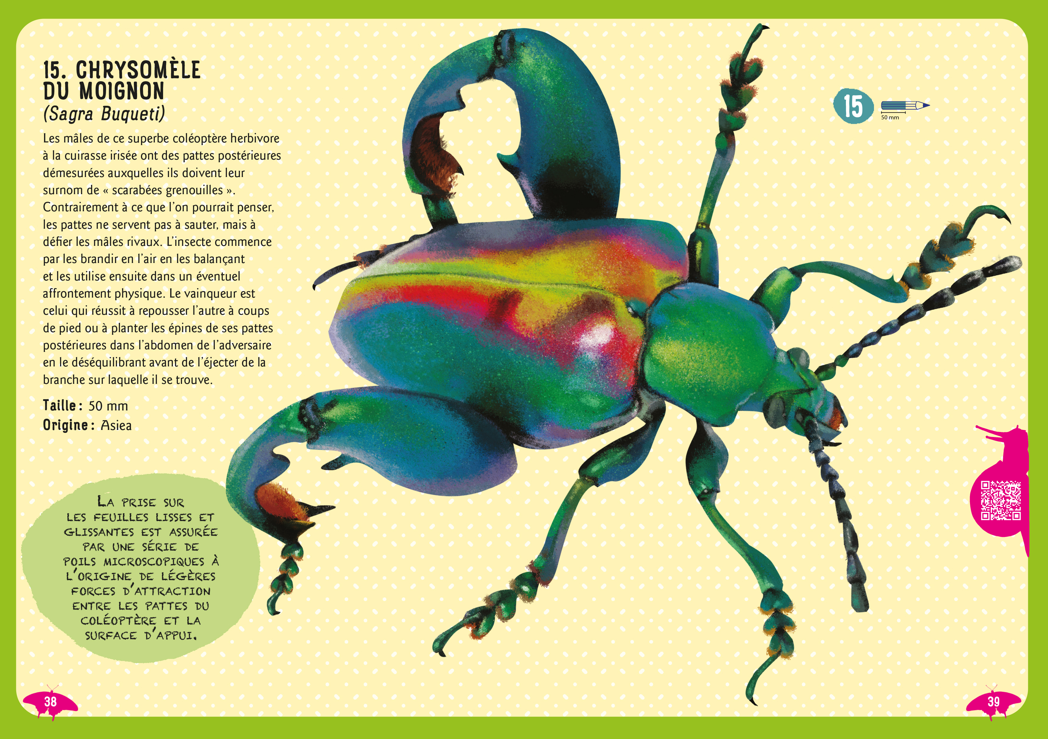 GUIDE DES INSECTES DU MONDE : ET AUTRES INVERTEBRES