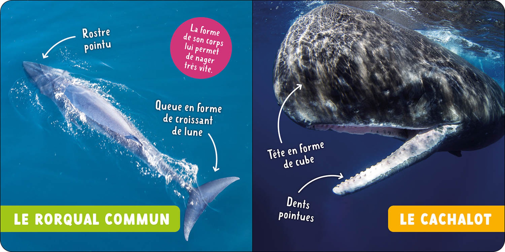 Baleines Et Autres Cétacés (Les)