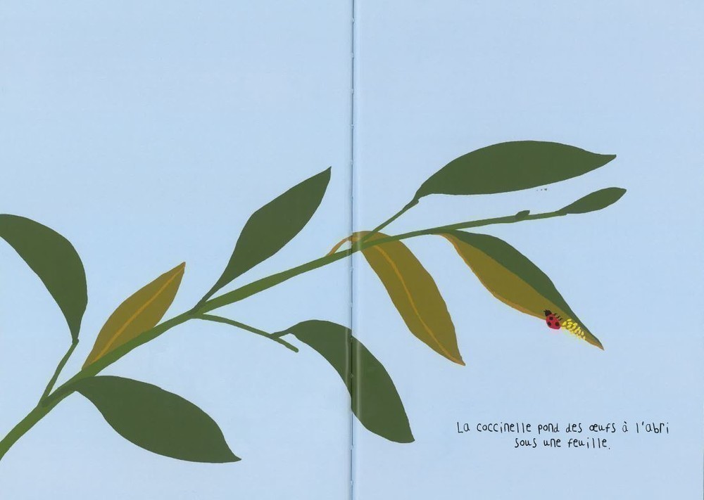 LA COCCINELLE