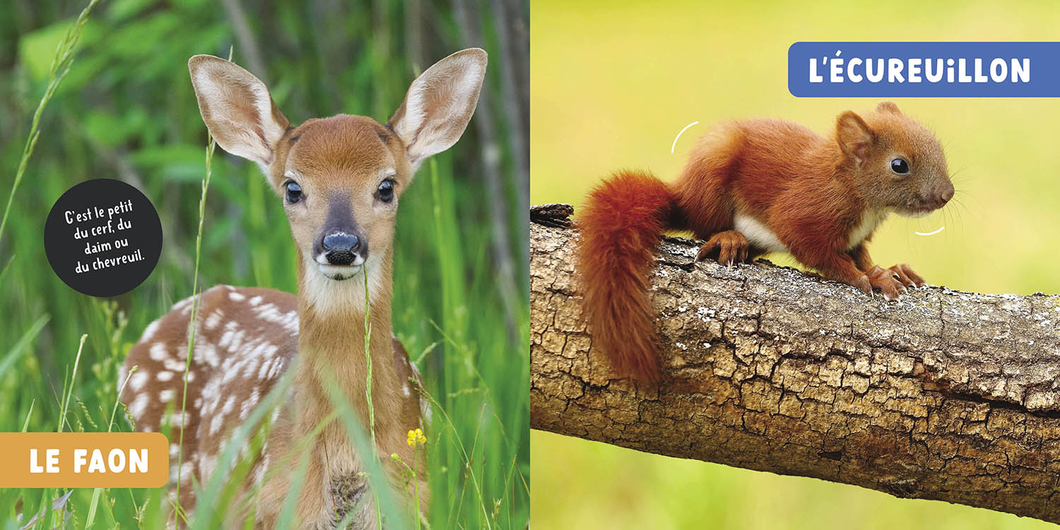 LES BEBES ANIMAUX - MON PREMIER DOC PHOTO 