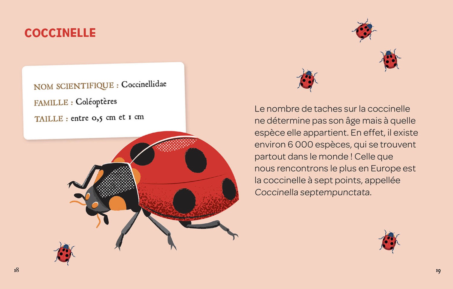 Mes insectes à déterrer