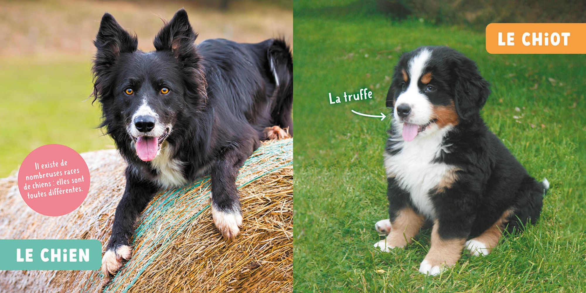 Les Animaux De La Ferme