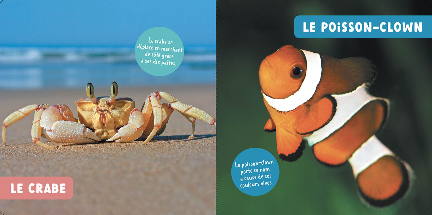 Les Animaux De La Mer Les Animaux De La Mer